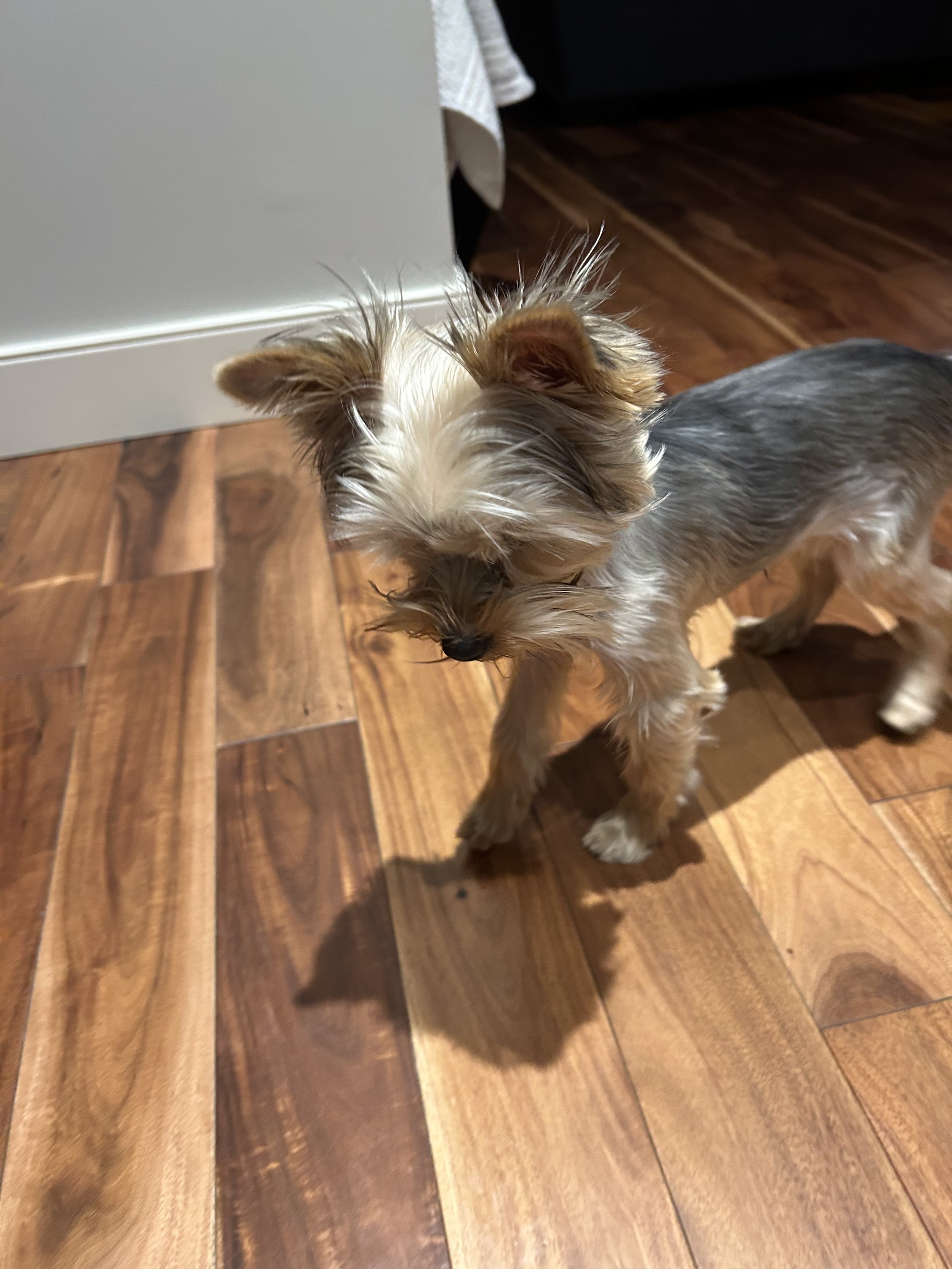 LuxTail Blue YORKY
