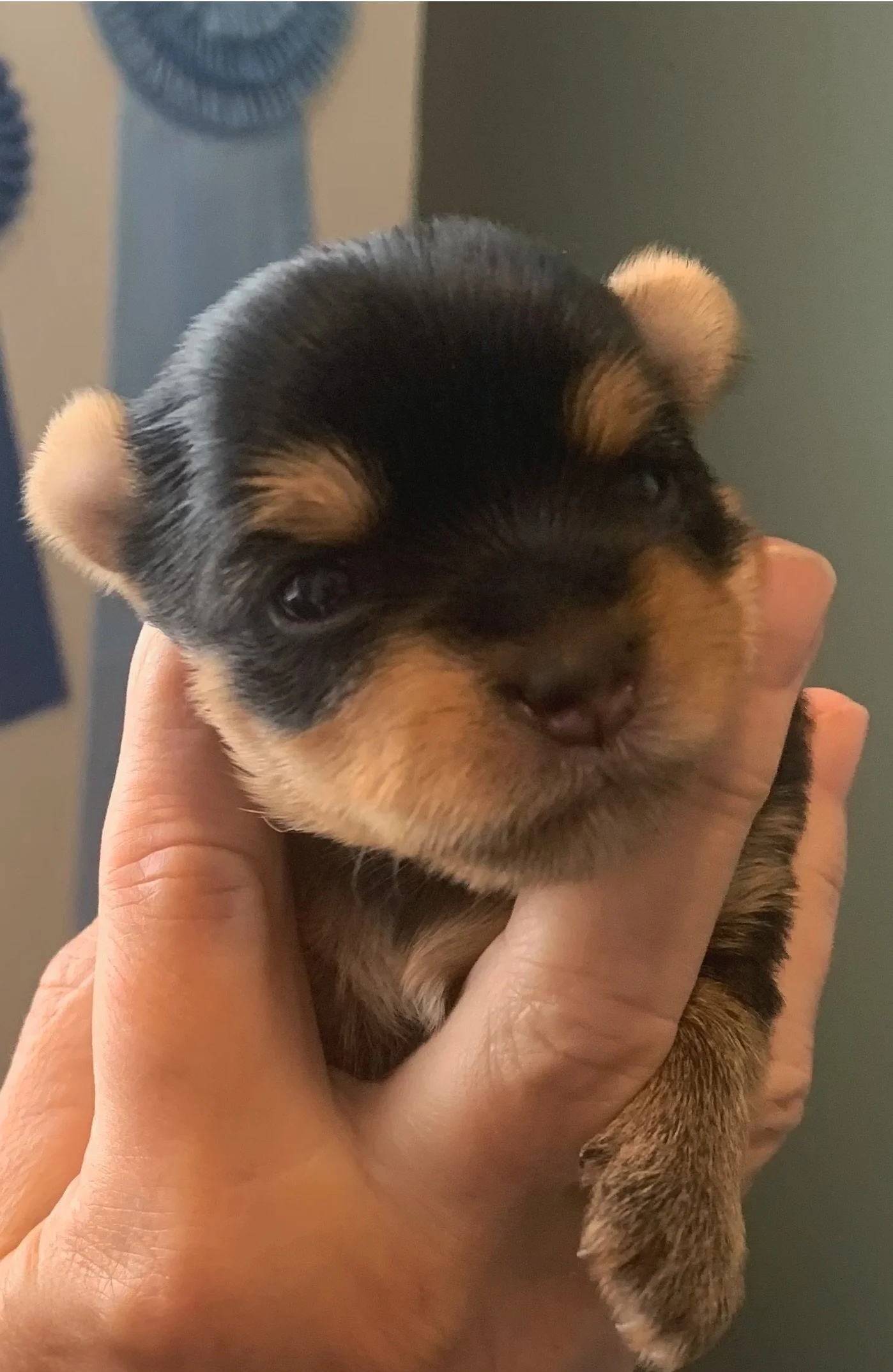 A person holding a small, black and tan puppy with a fluffy coat and small ears.