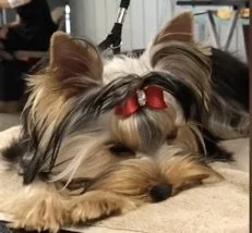 Cute small Yorkshire Terrier with a red bow in its hair, lying down with its head resting on a grooming table ready for show in the ring.