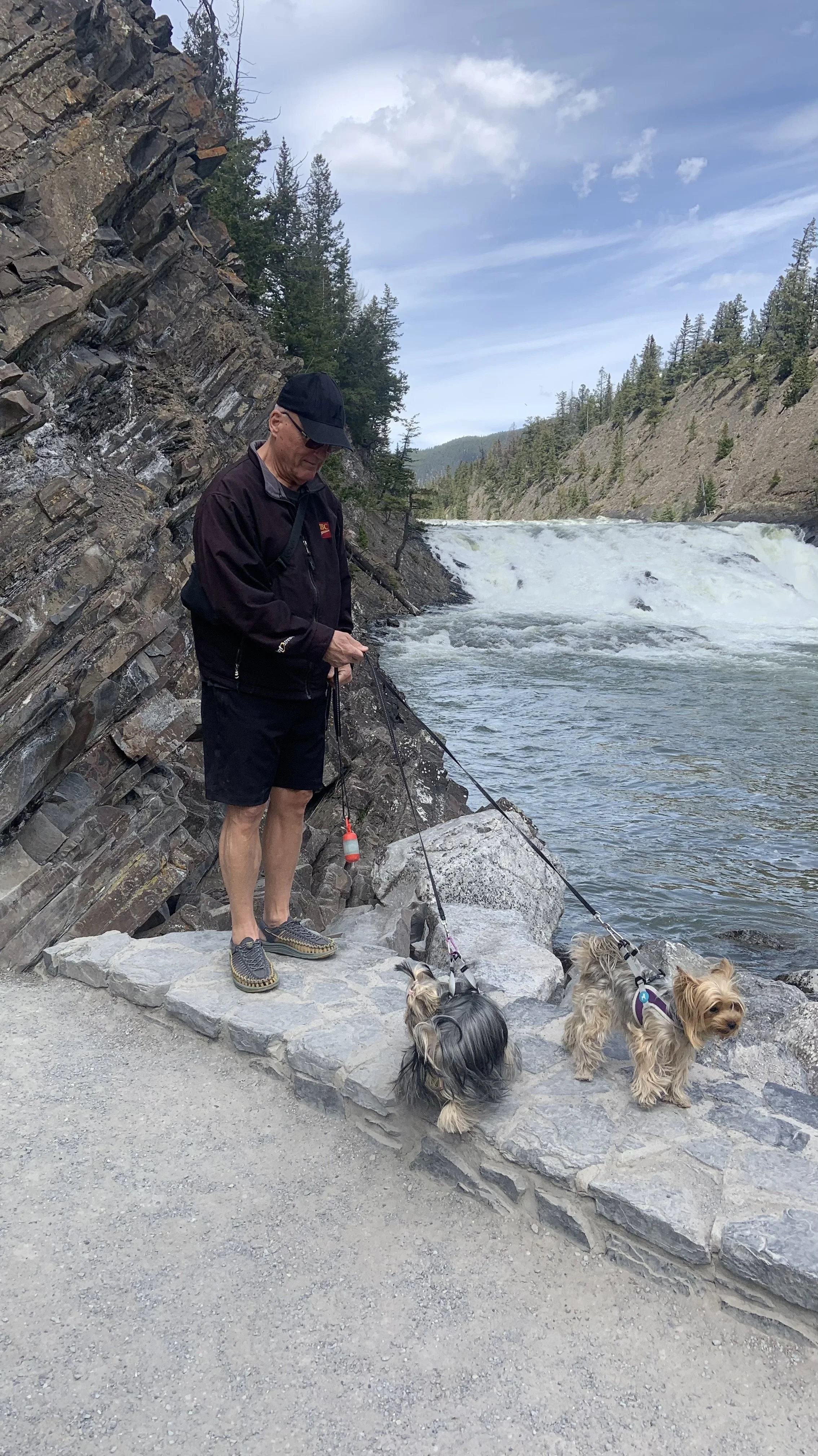 A man standing on rocks near a river, walking four LuxTail Yorkshire Terrier dogs in Banff Alberta, with a rocky cliff to his left and trees in the background. The sky is partly cloudy.