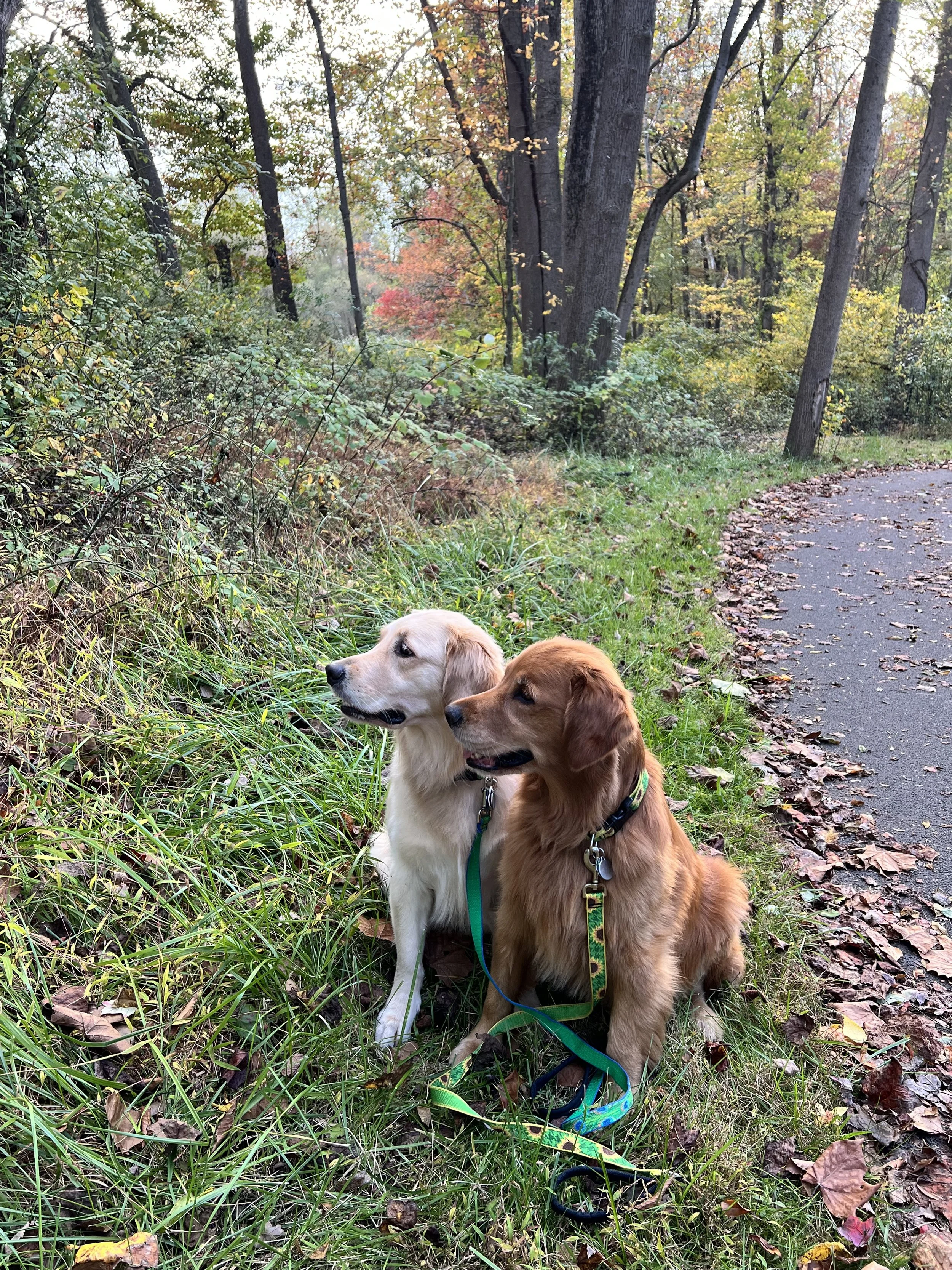 Two dogs sitting on grass near a forest trail surrounded by fall foliage.