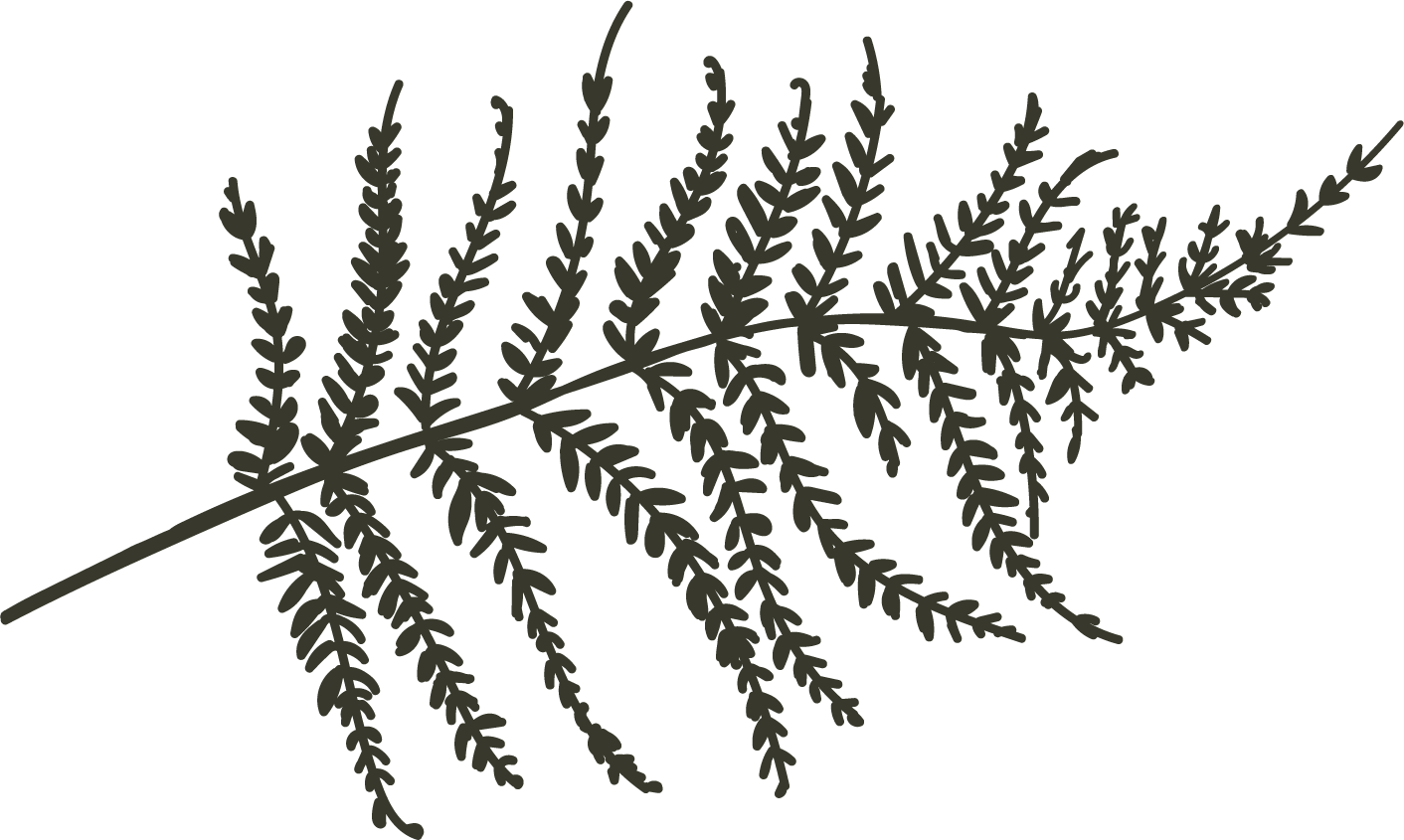 image of fern for fern and stone branding