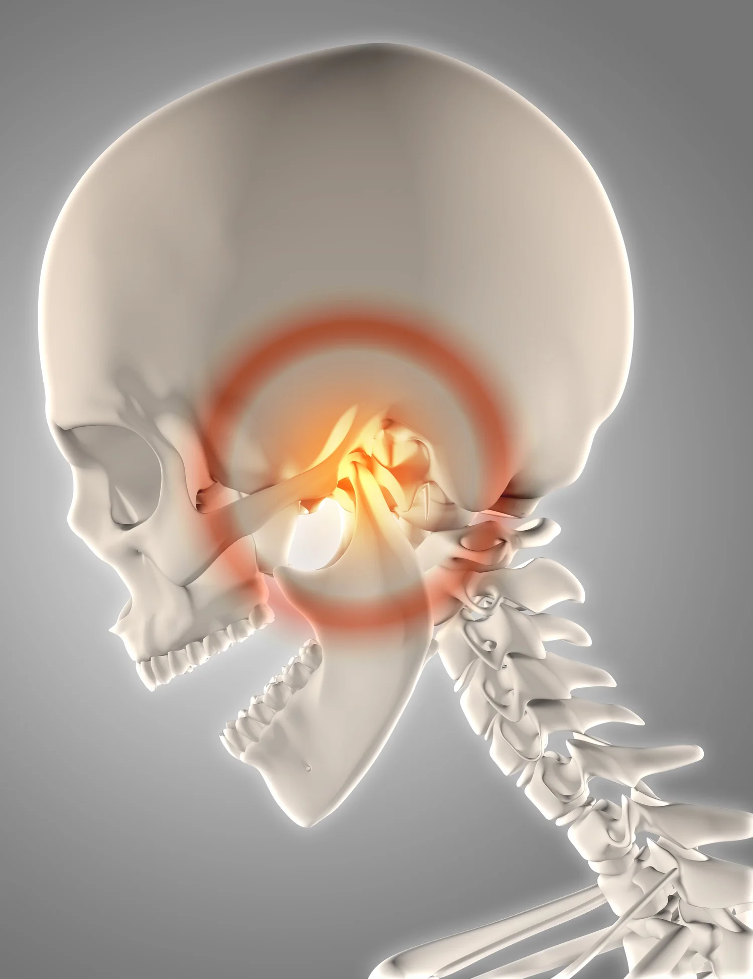 Three-dimensional anatomical illustration of the skull and temporomandibular joint