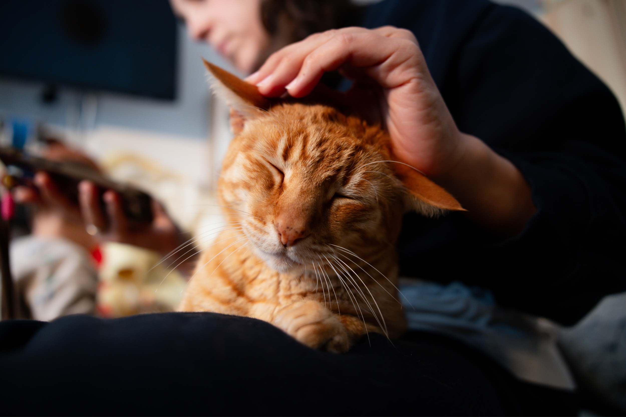 Person petting an orange tabby cat with closed eyes.