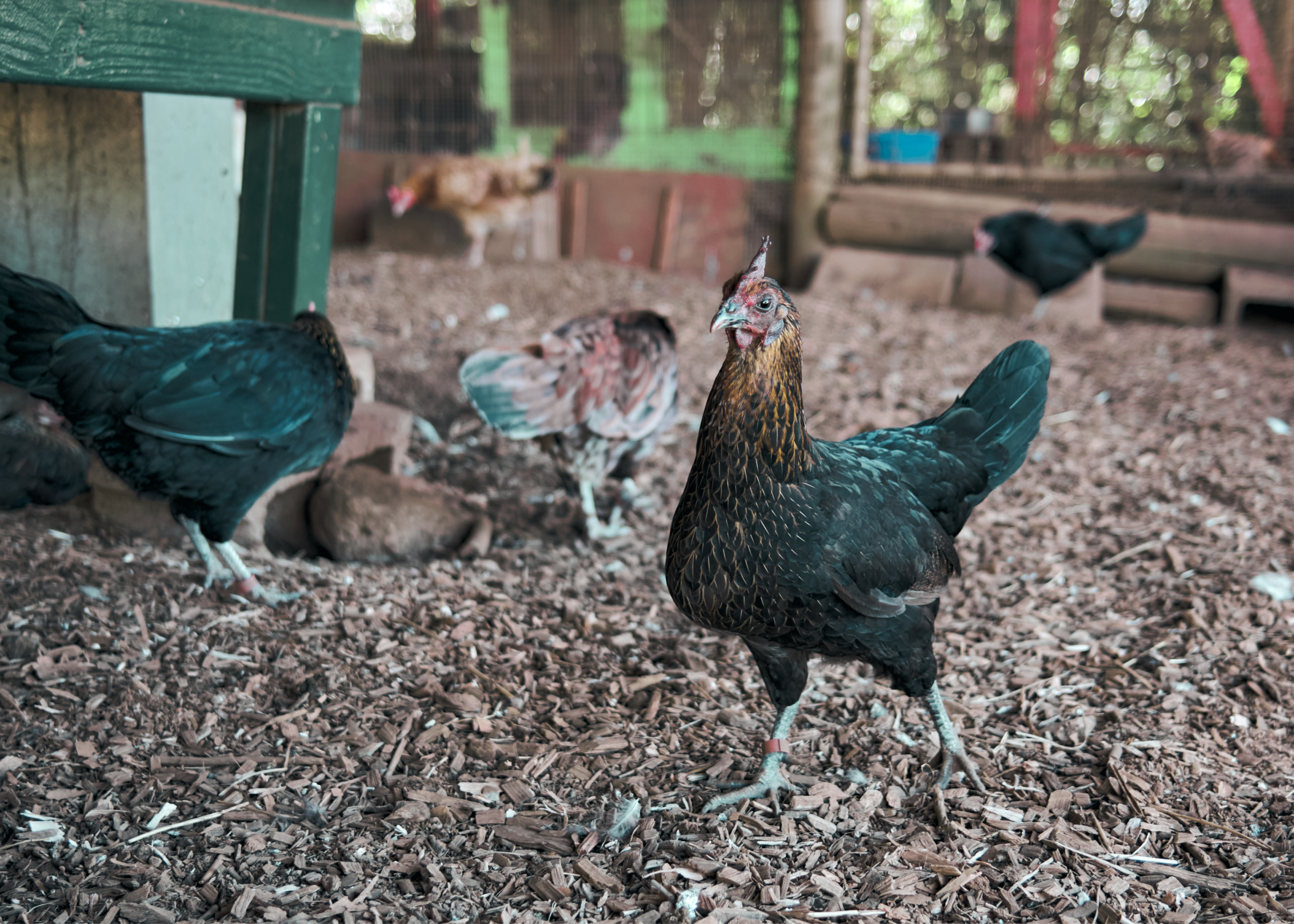 Rescue Chickens