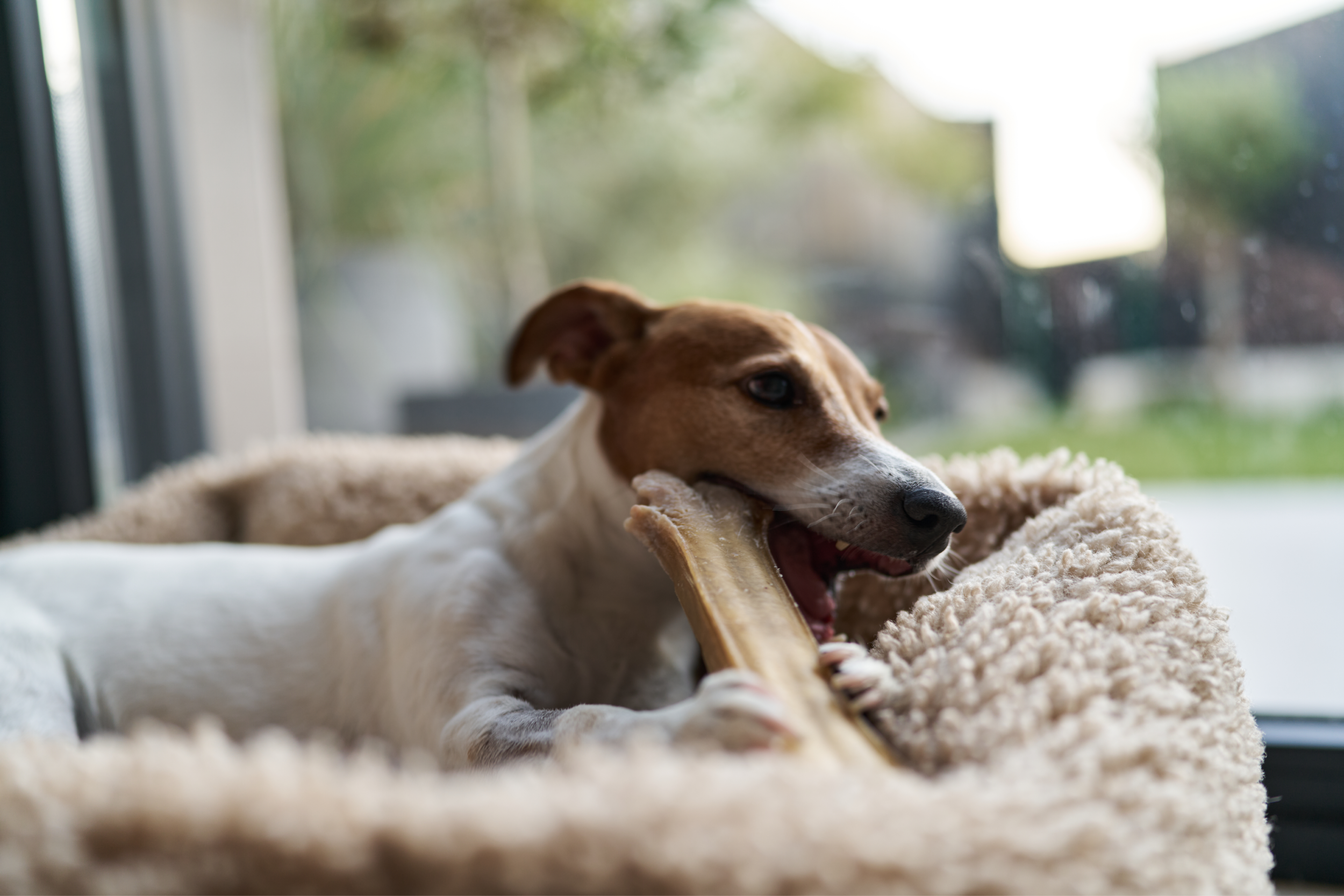 Dog with a Bone