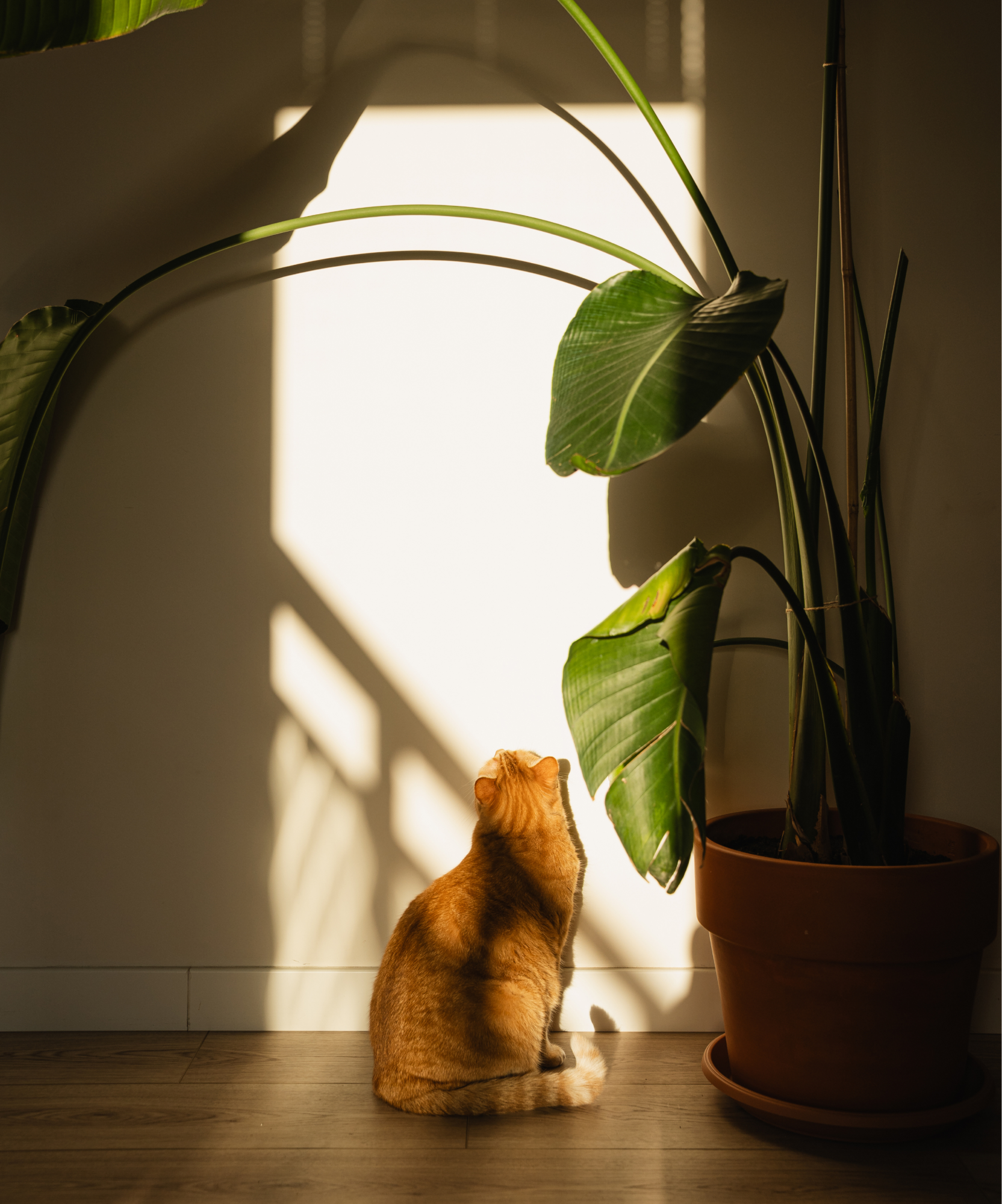 Cat and Plant