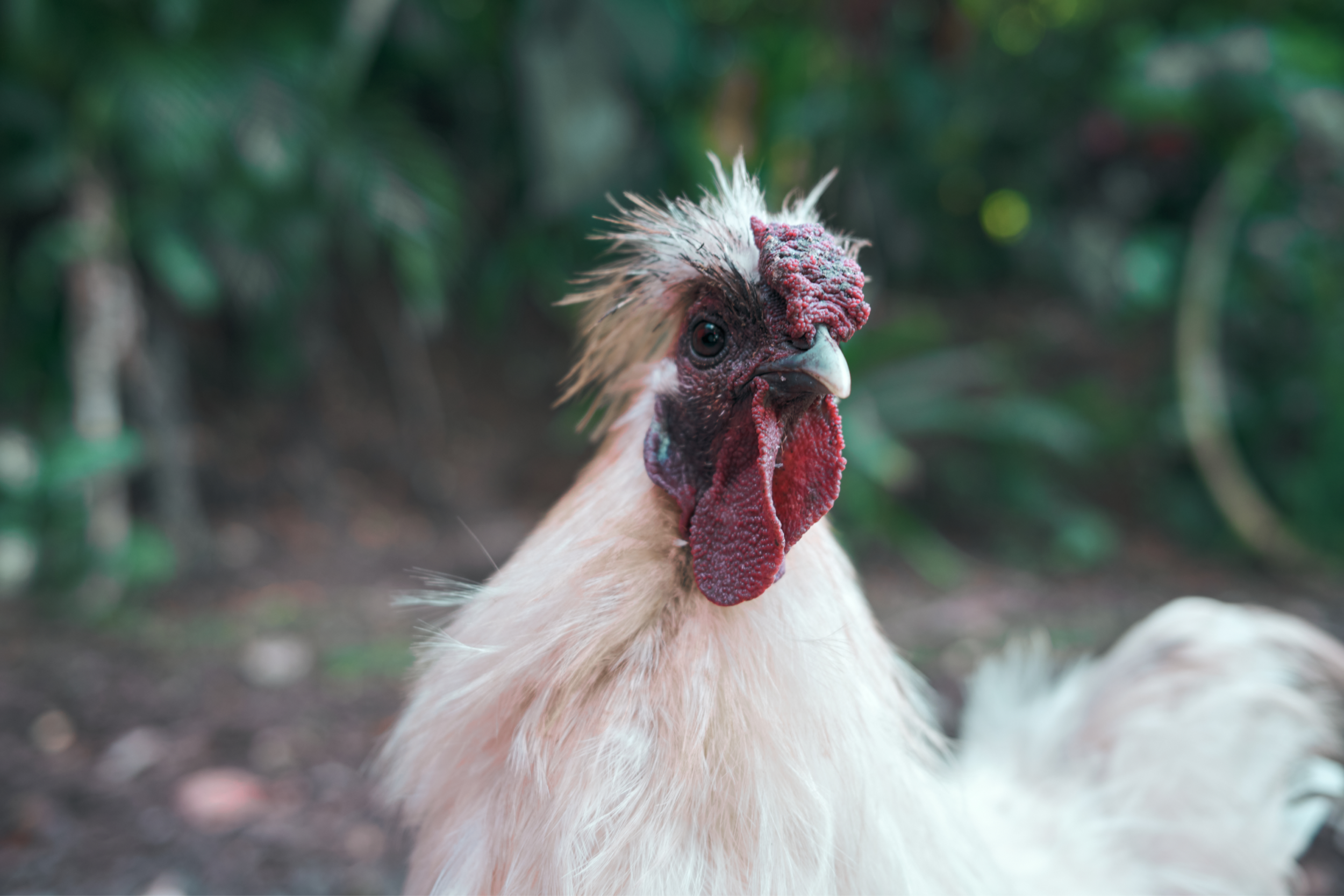 Rescue Chicken