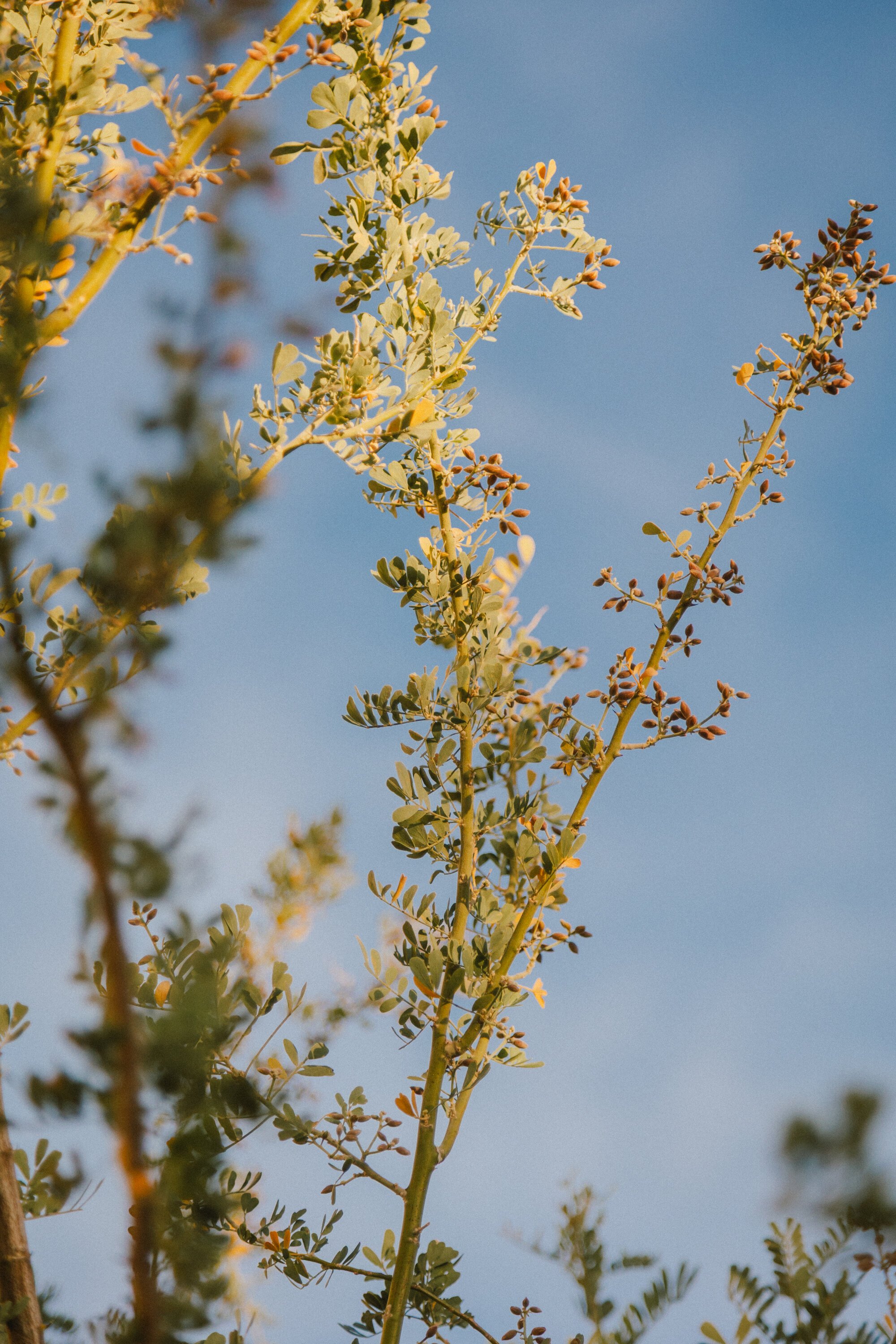 Joshua Tree House Tucson_JenicaElenaStudio-7446.jpg