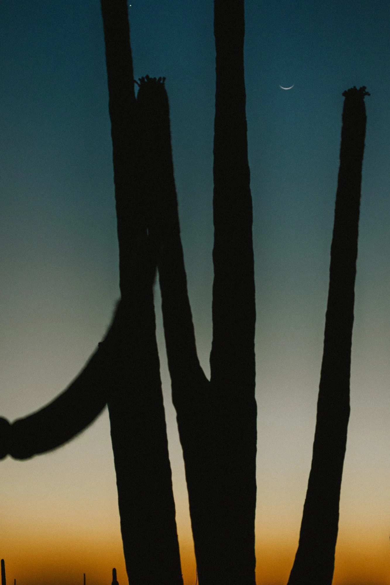 Saguaro National Park Elopement_Jenica Elena Studio-1167.jpg