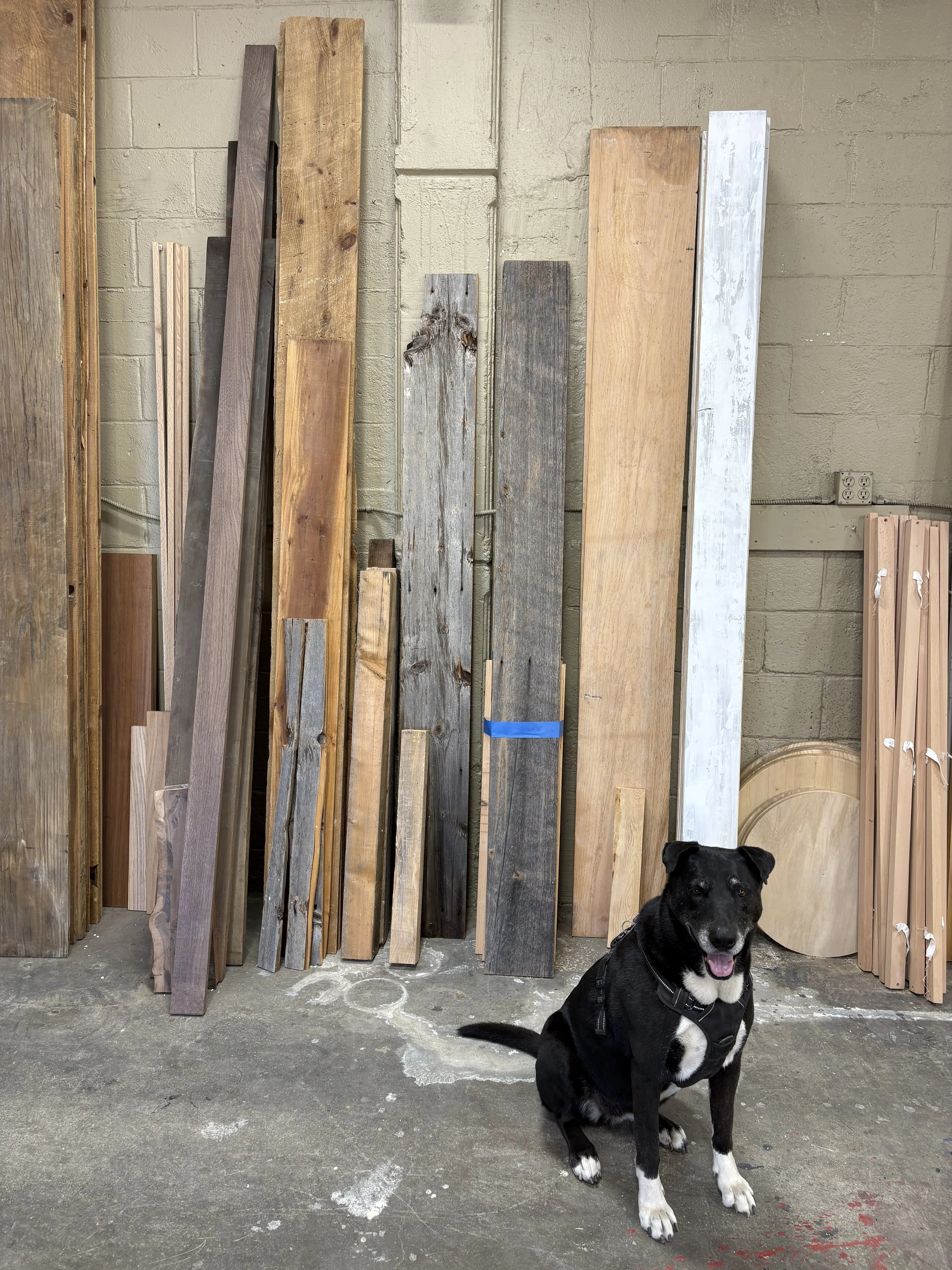 A black and white dog sitting on a concrete floor in front of a wall with various wooden planks leaning against it.