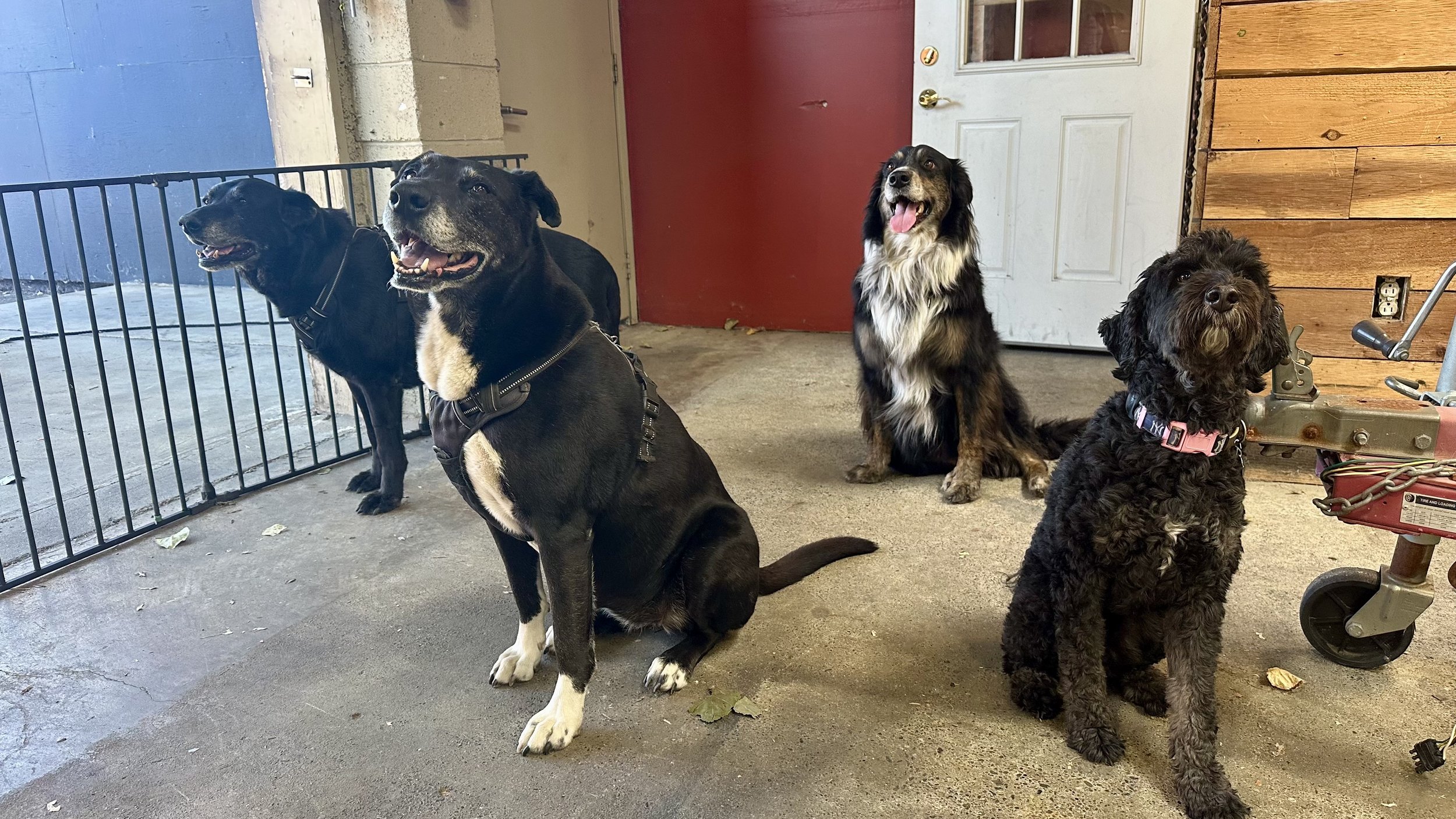 Four dogs sitting on a concrete floor indoors near a metal gate, with a red and white door behind them and a wooden wall on the right. One dog is black with a harness, another black and white with a fluffy face, a third black and tan with a long coat, and a small curly black dog with a pink collar and a leash.
