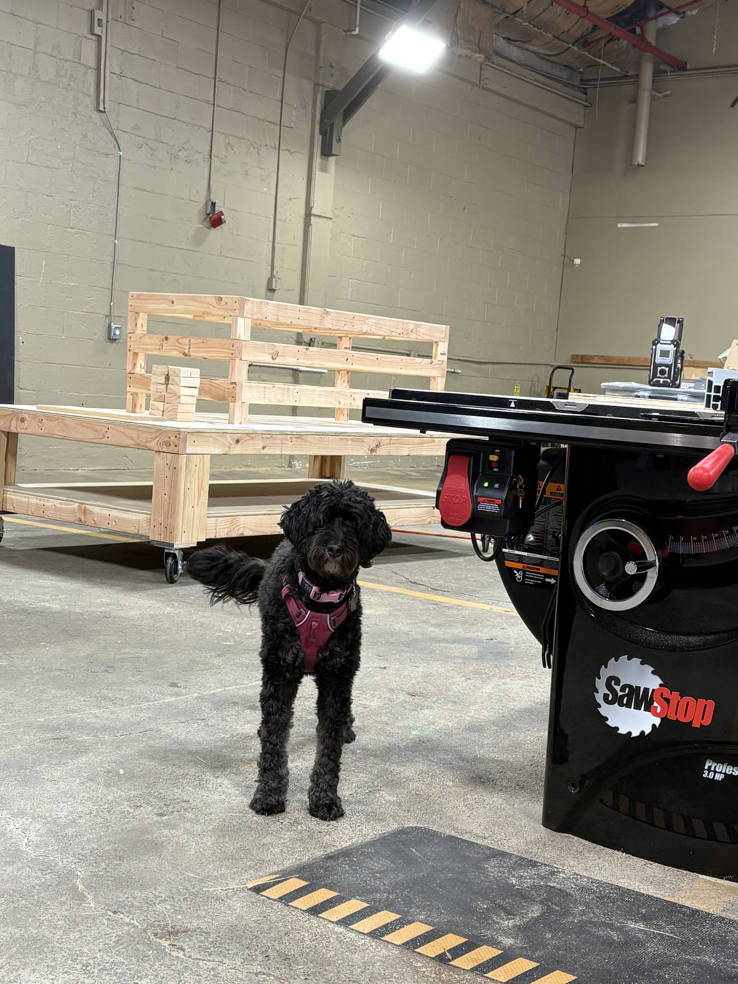 A black and gray dog wearing a pink harness stands on a concrete floor in a workshop or industrial space. Behind the dog, there is a wooden platform on wheels, a black power tool labeled 'SawmStop,' and a table with various items. The background feat