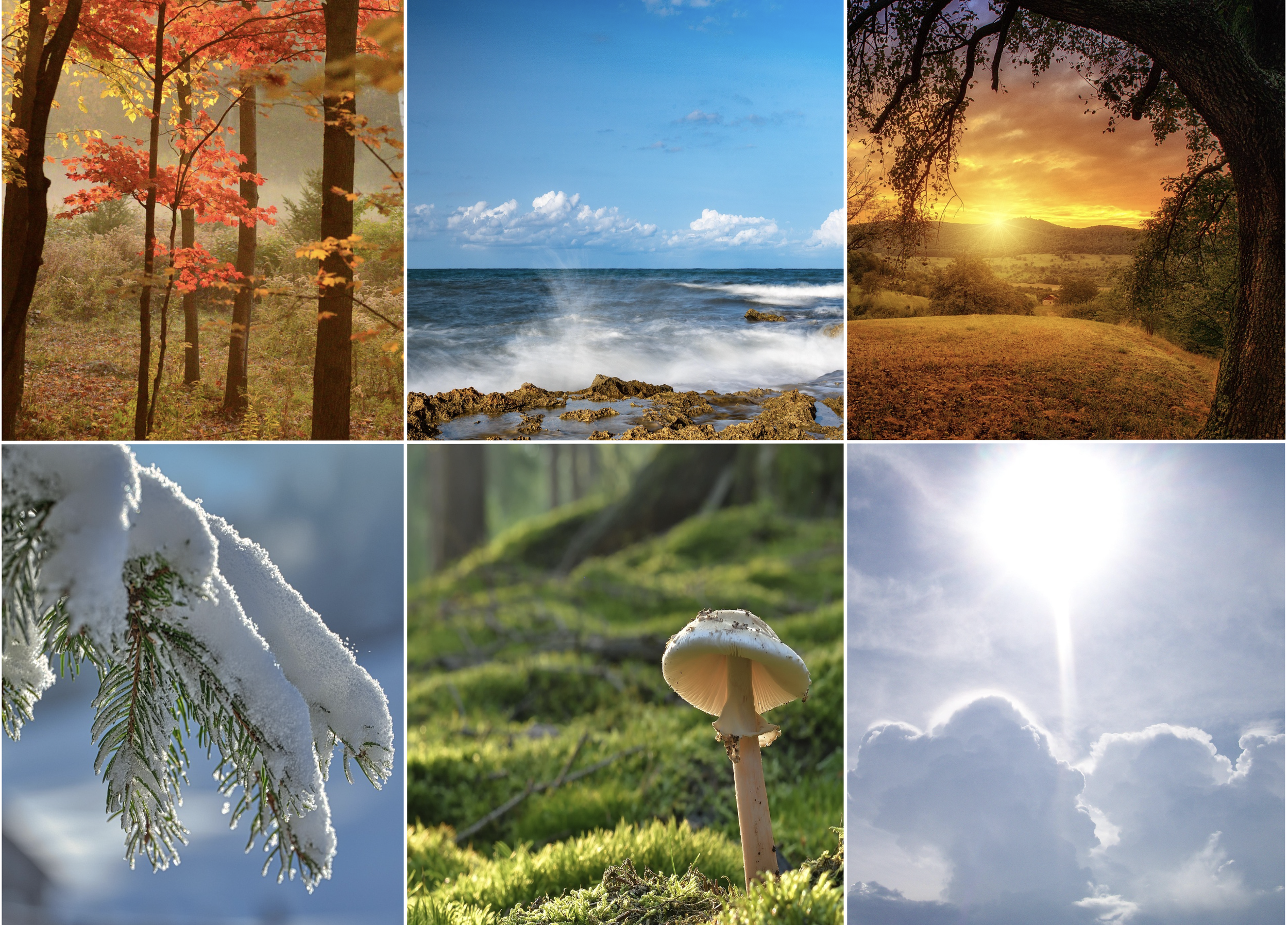 A collage of three nature scenes: autumn trees with colorful leaves, an ocean view with waves crashing against rocks, and a sunset over rolling hills with a large tree in the foreground.
