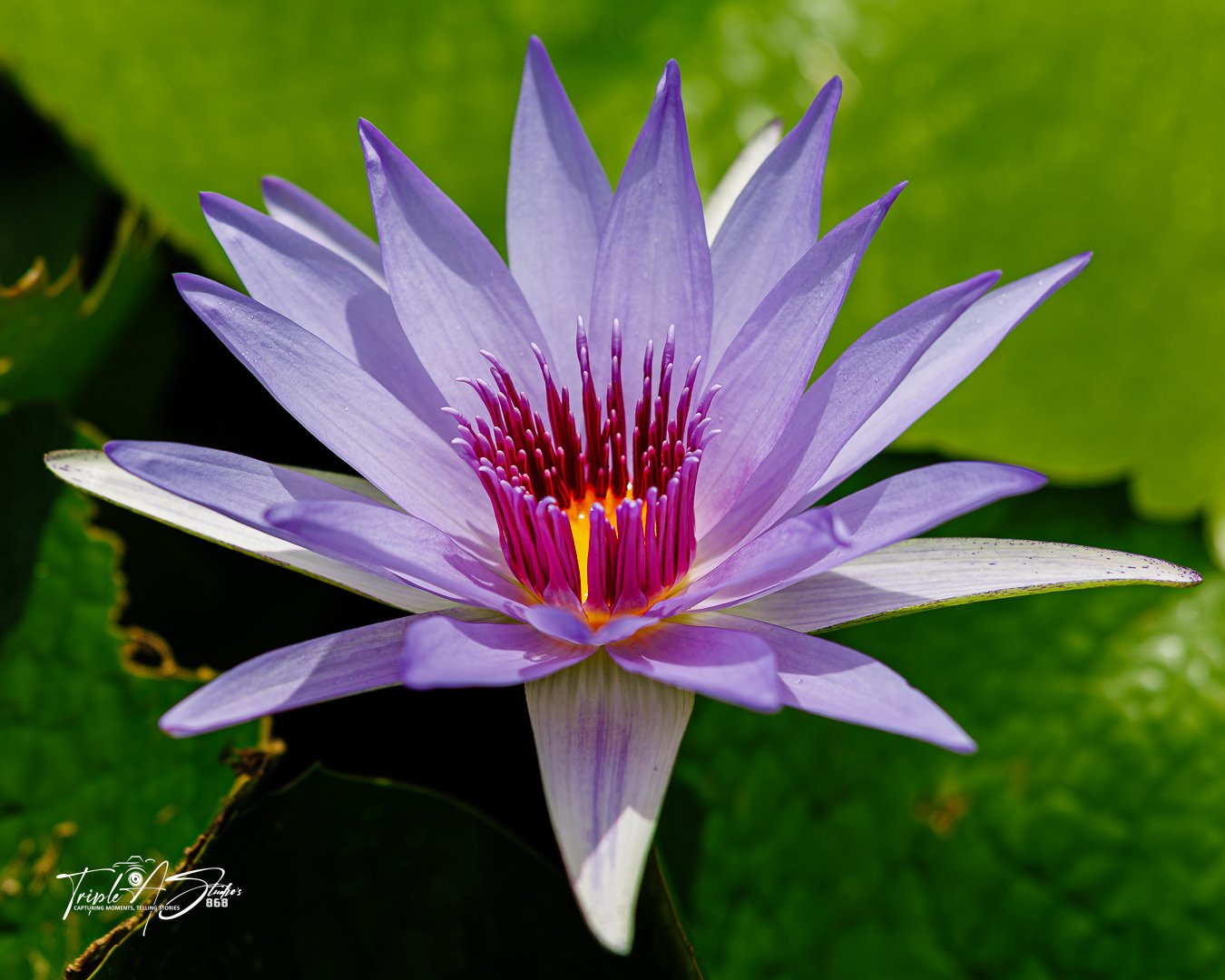 flower.jpg
