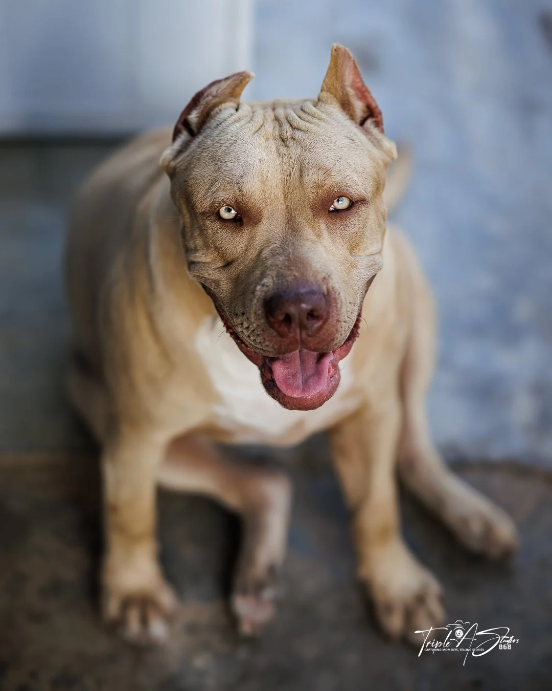 bella.jpg