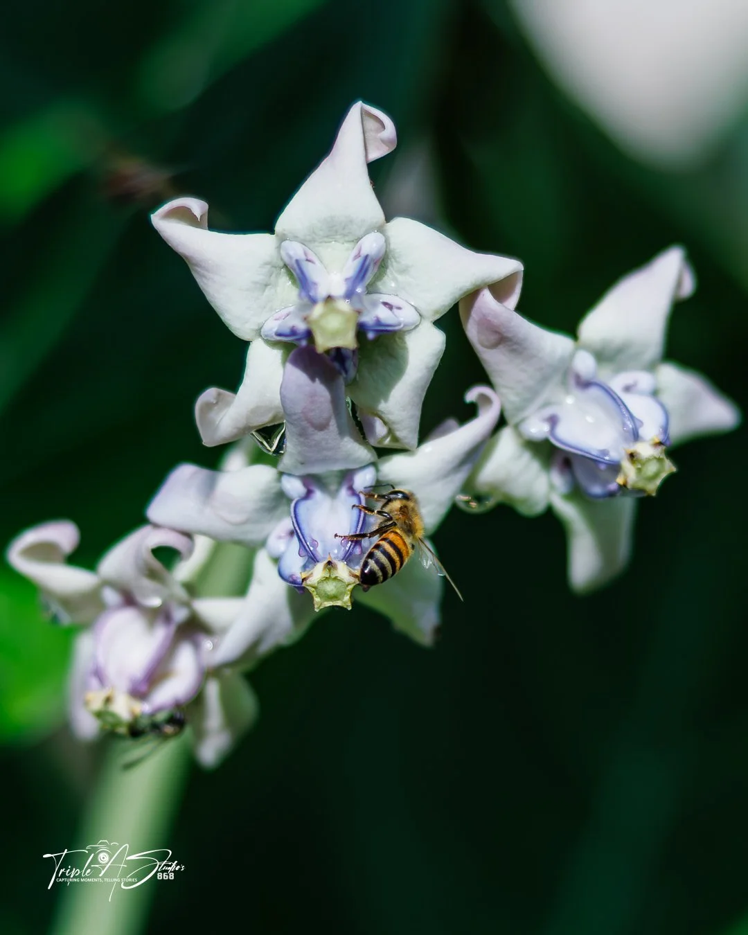 flower with bee.jpg