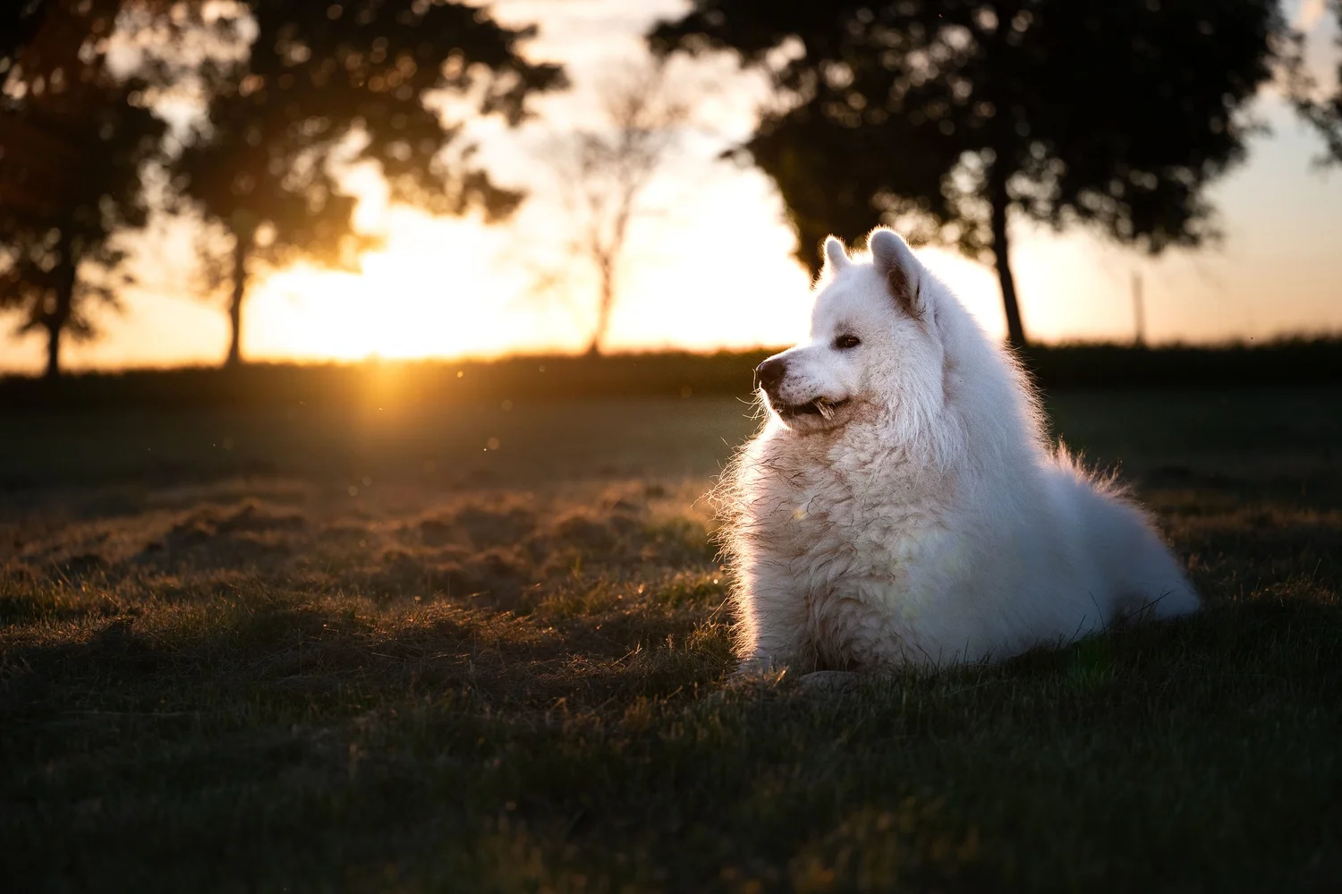 A dog photographed during a golden-hour visit at 4U Farms.