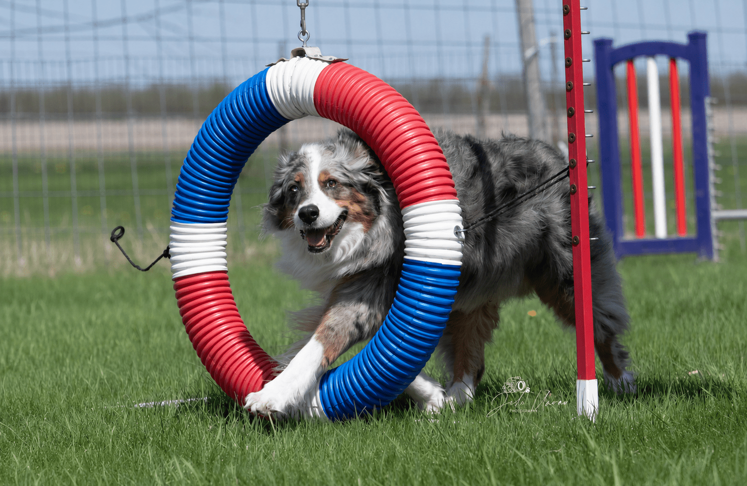 A dog photographed while competing in agility.
