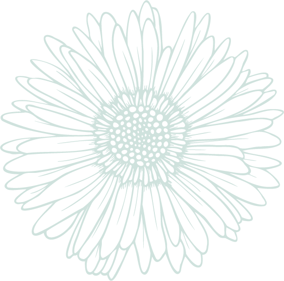 Pale green line drawing of an aster flower.