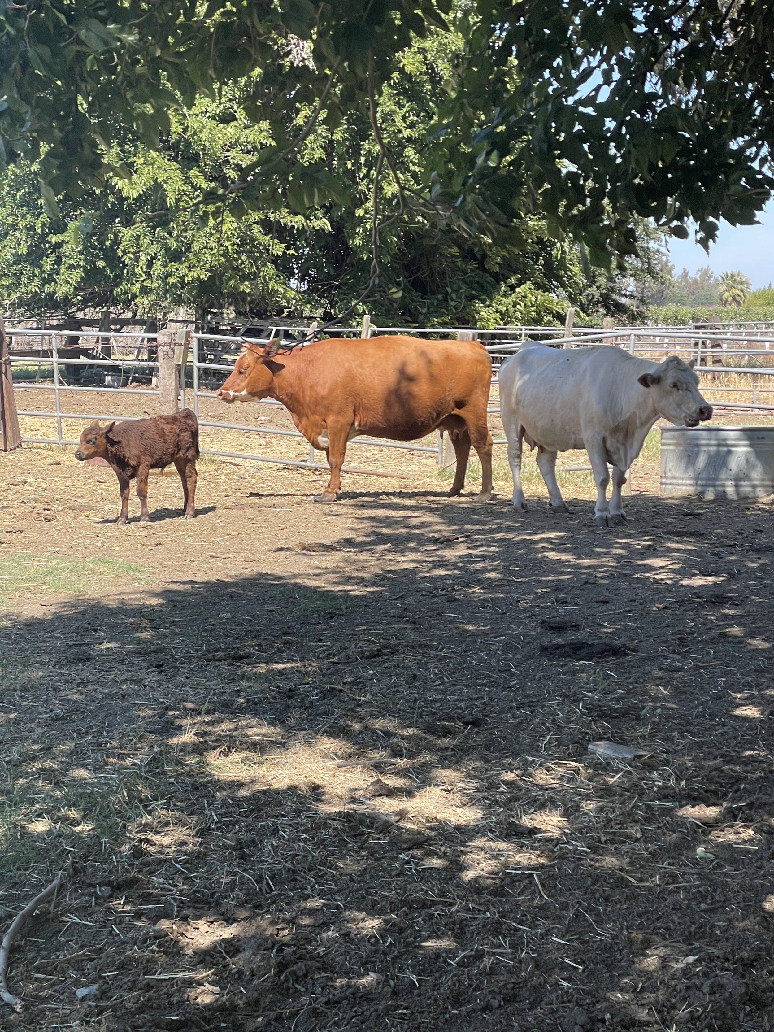 Estate Animal Oversight