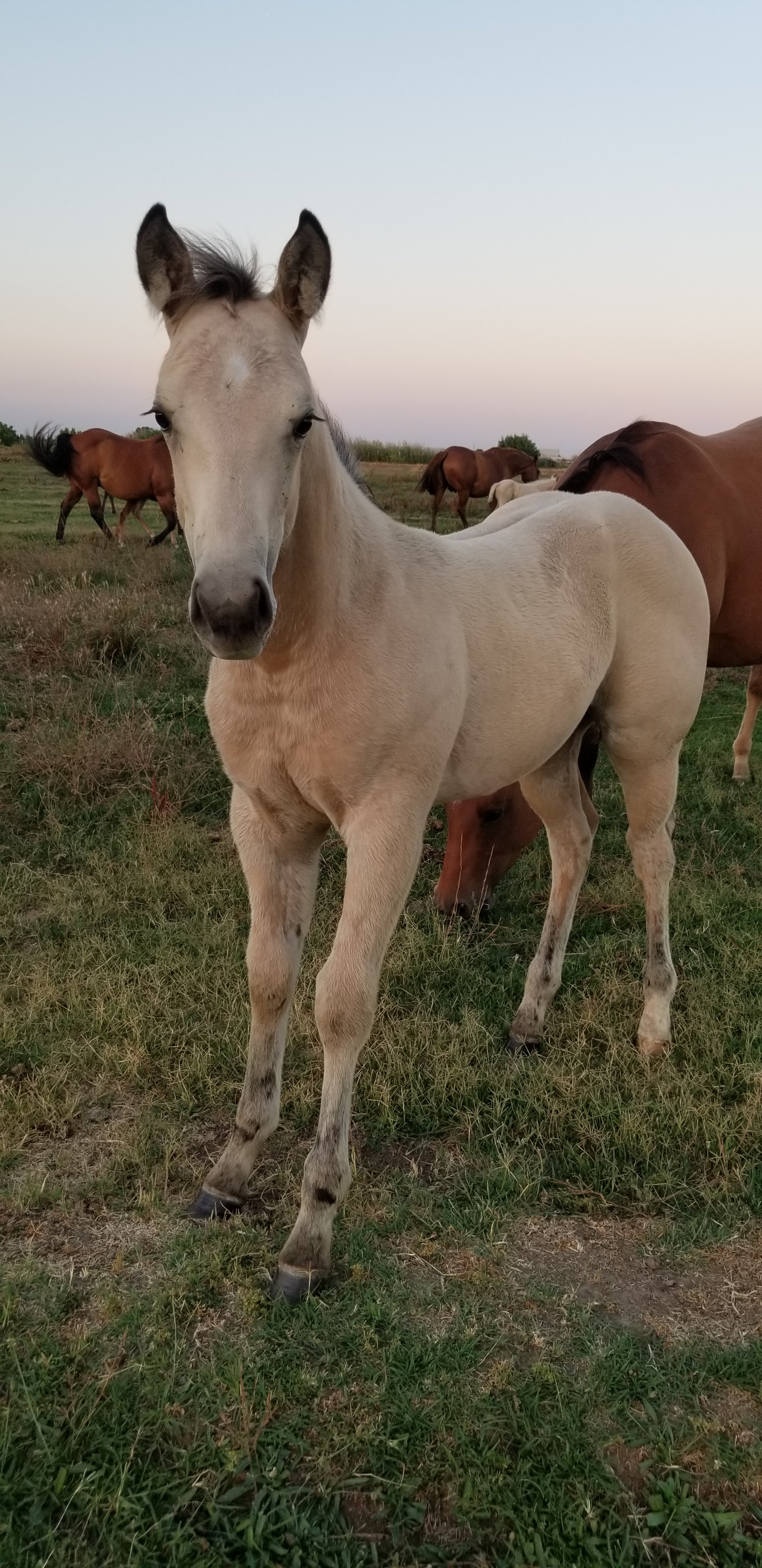 Equine Care