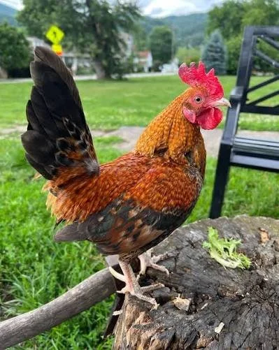A colorful rooster with red, orange, and black feathers standing on a tree stump in a park with grass, trees, and a bench in the background.