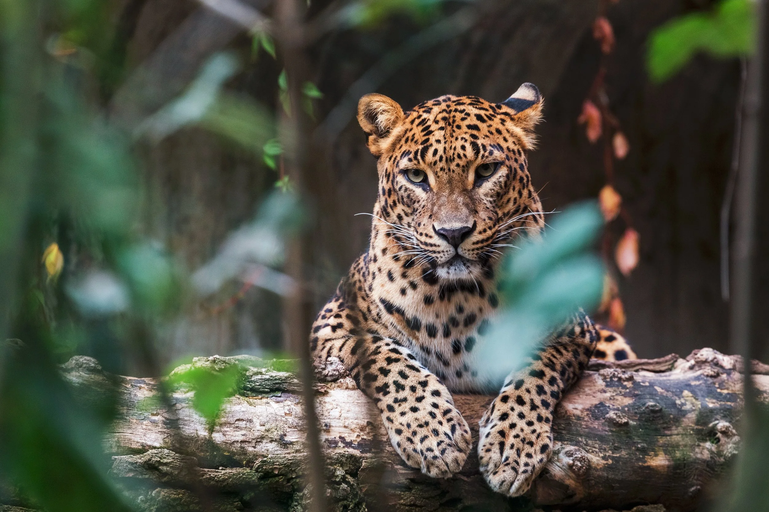 A jaguar resting on a tree branch in a jungle setting.