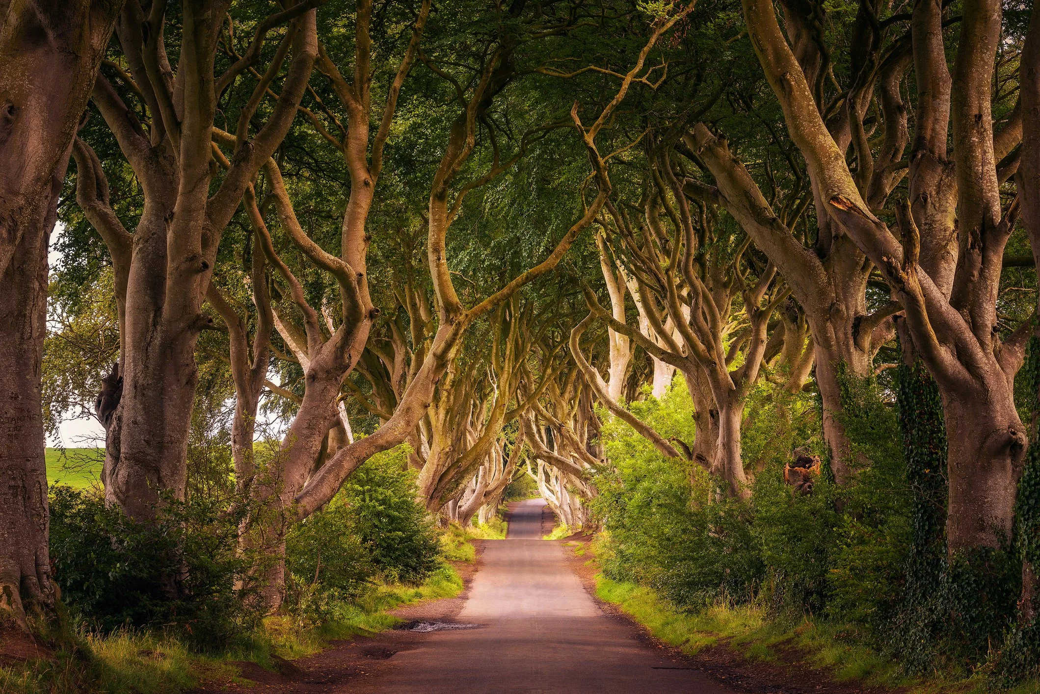 A pathway lined with large, twisting trees whose branches form a canopy overhead, creating a tunnel-like effect.