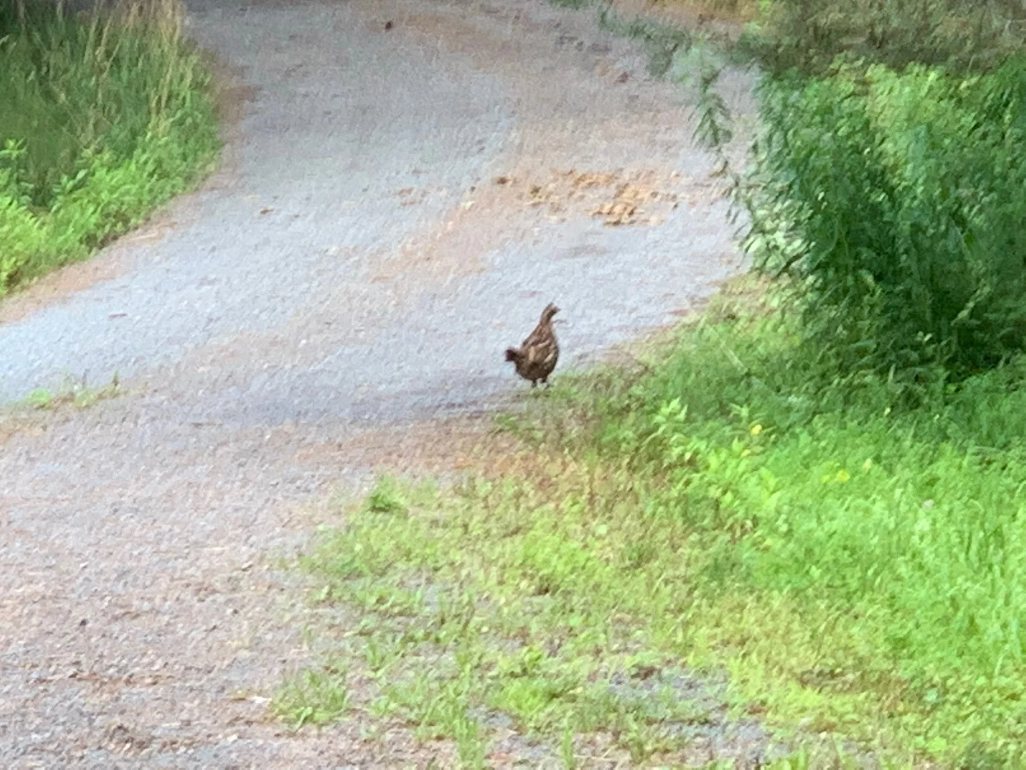 pheasant lol.jpg