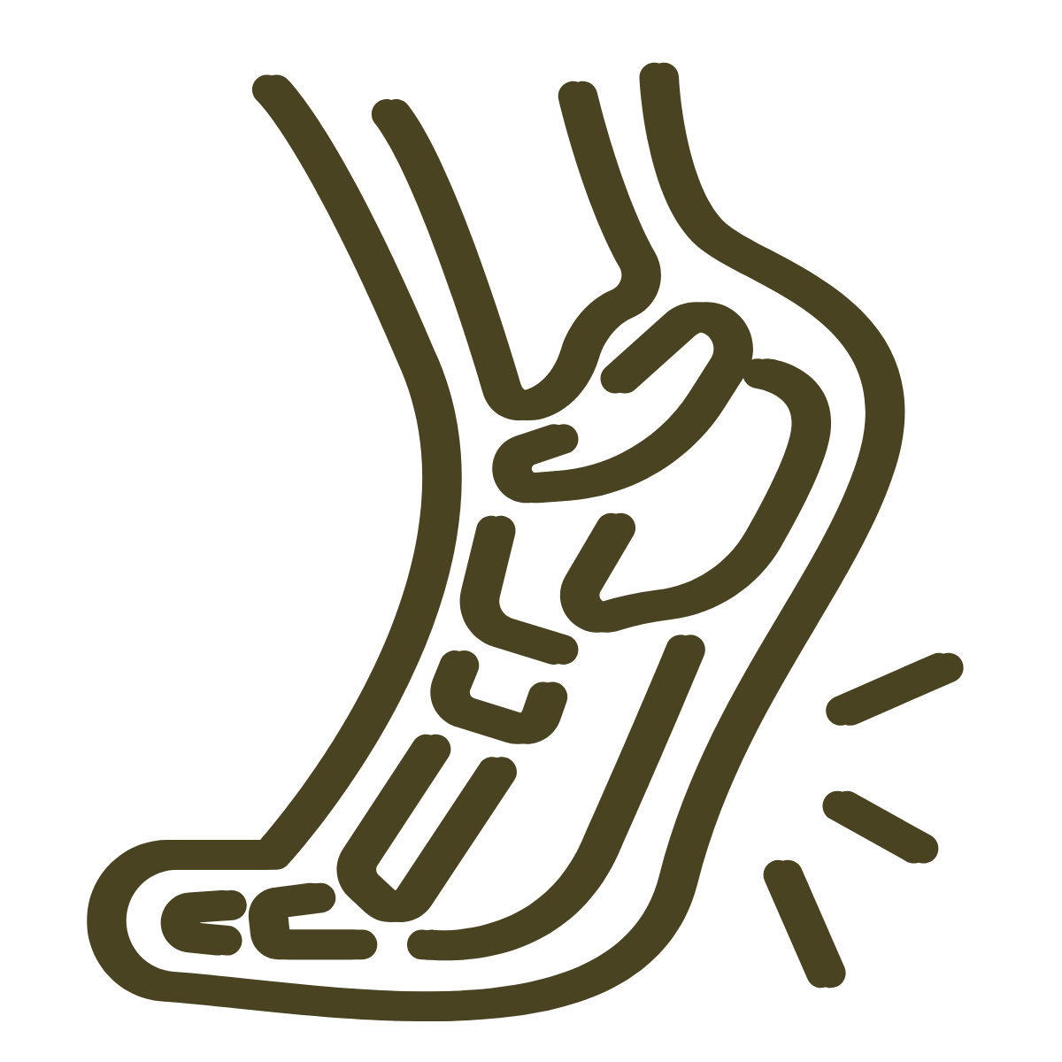 A simplified outline diagram of a human stomach, highlighting its internal structure and shape.