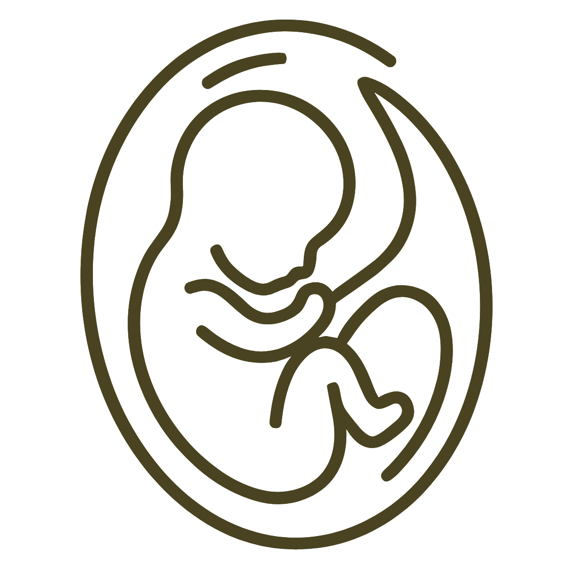 Line drawing of a developing fetus in the womb, viewed in profile.