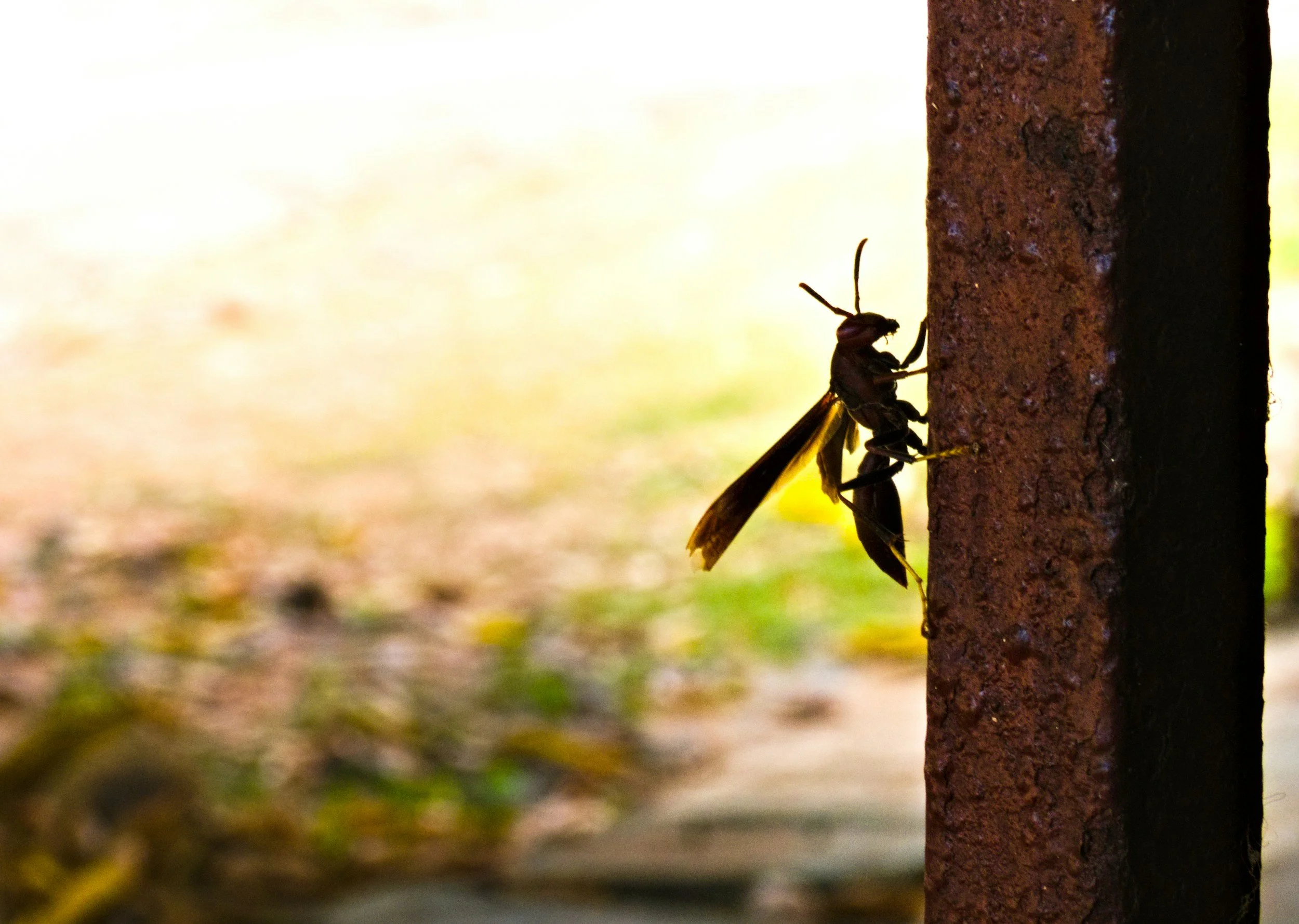 Close-up of a bee clinging to a brown, textured tree trunk outdoors.