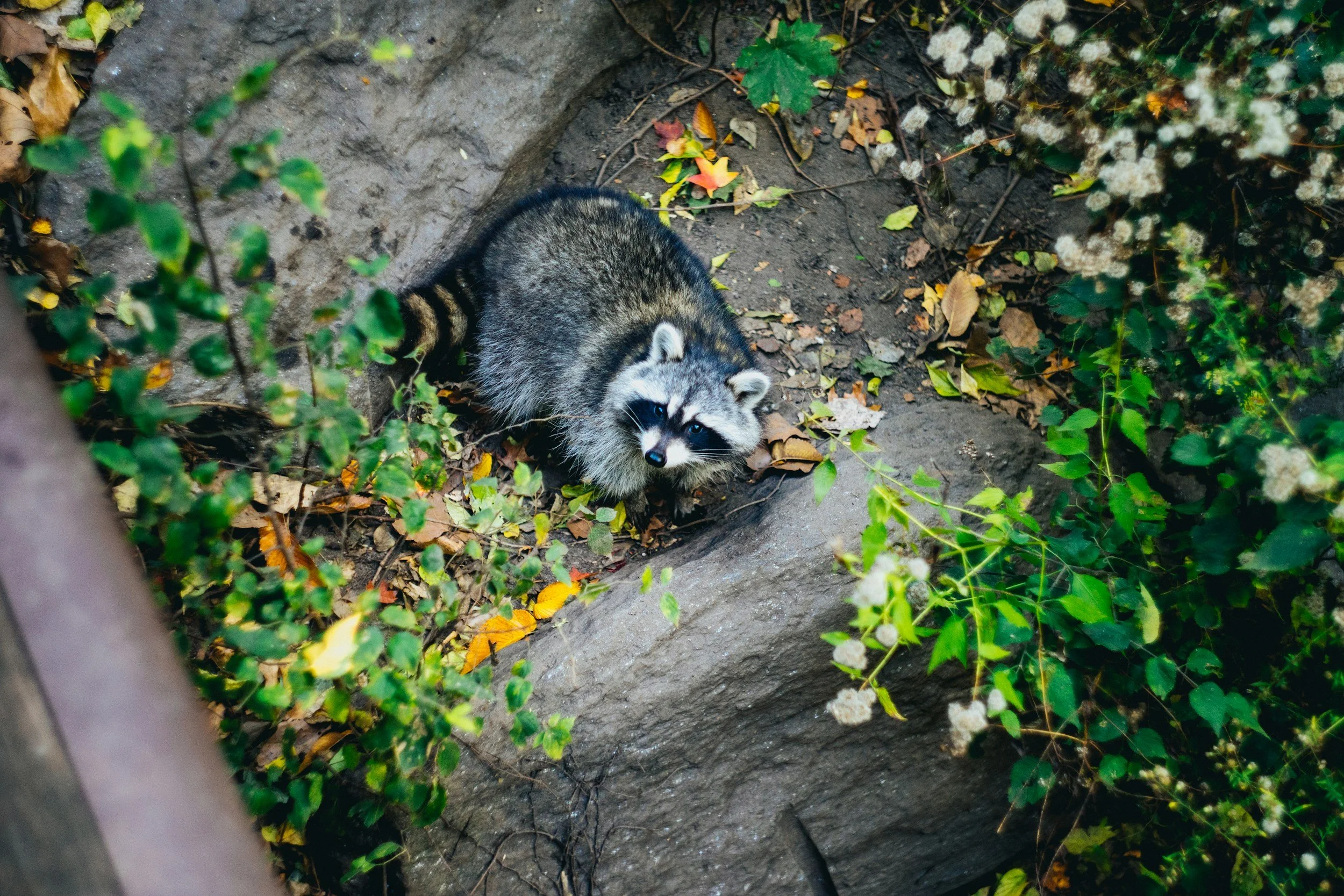 A raccoon with black and gray fur and a striped tail is lying on the ground, partially hidden among green bushes and fallen leaves.