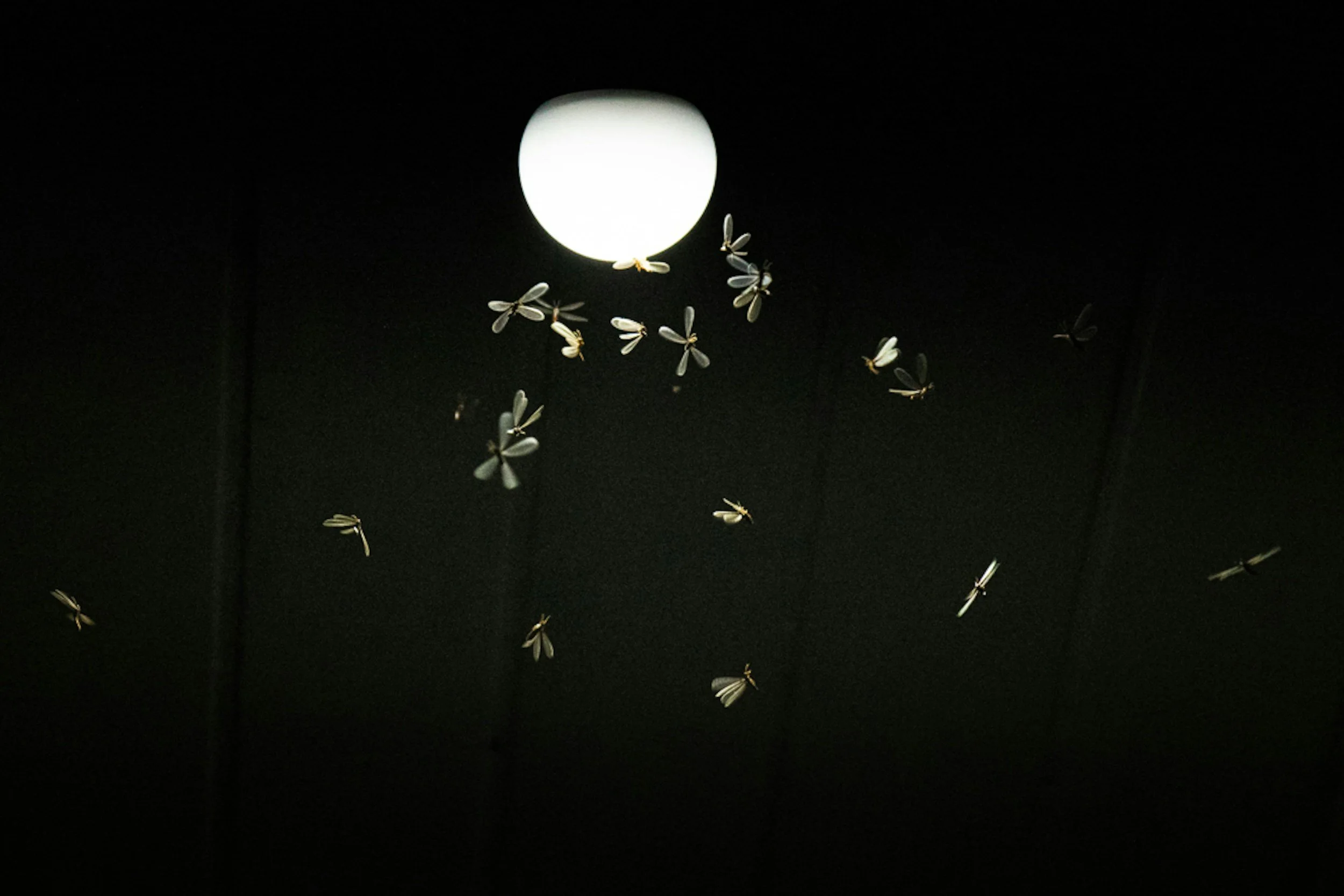 The image shows several small white insects flying around a bright white spherical light source against a dark background.