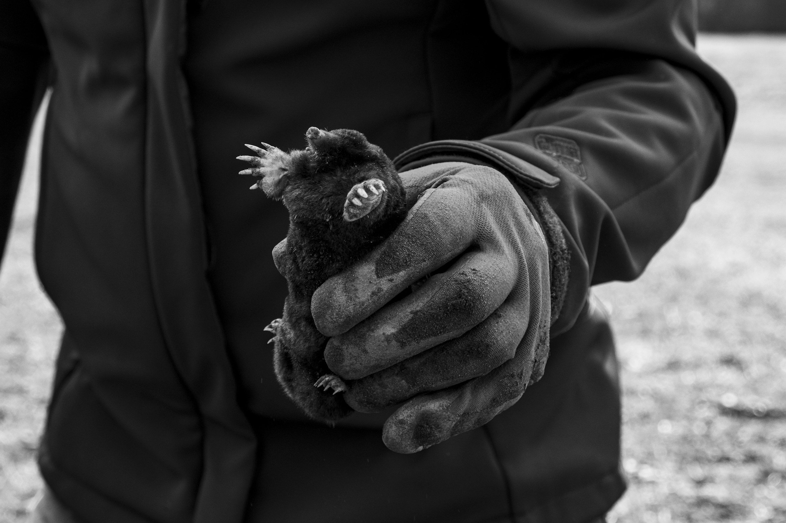 Person wearing gloves holding a small bear cub outdoors in black and white.