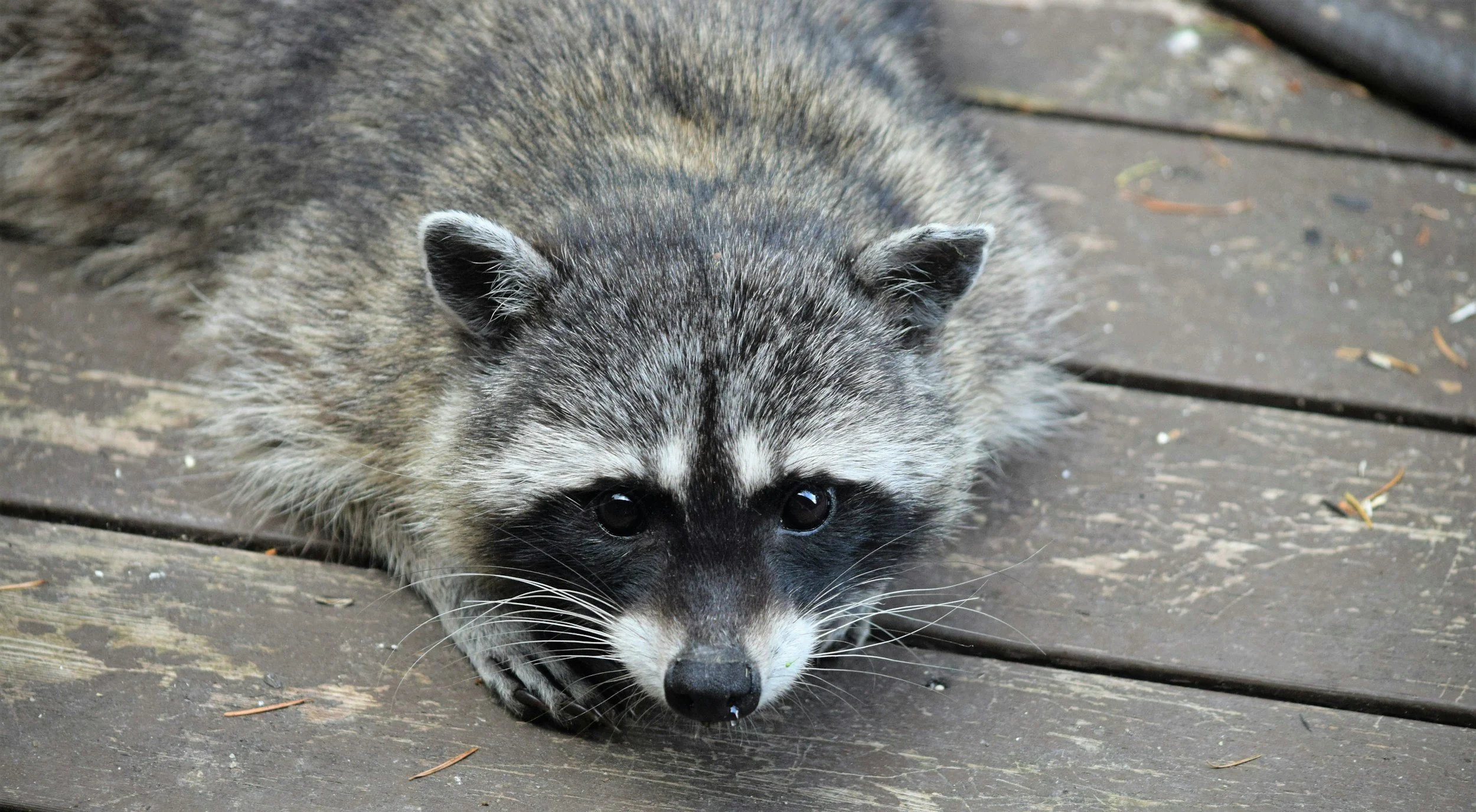 A raccoon lying flat on a wooden surface with its front paws stretched forward and looking directly at the camera.