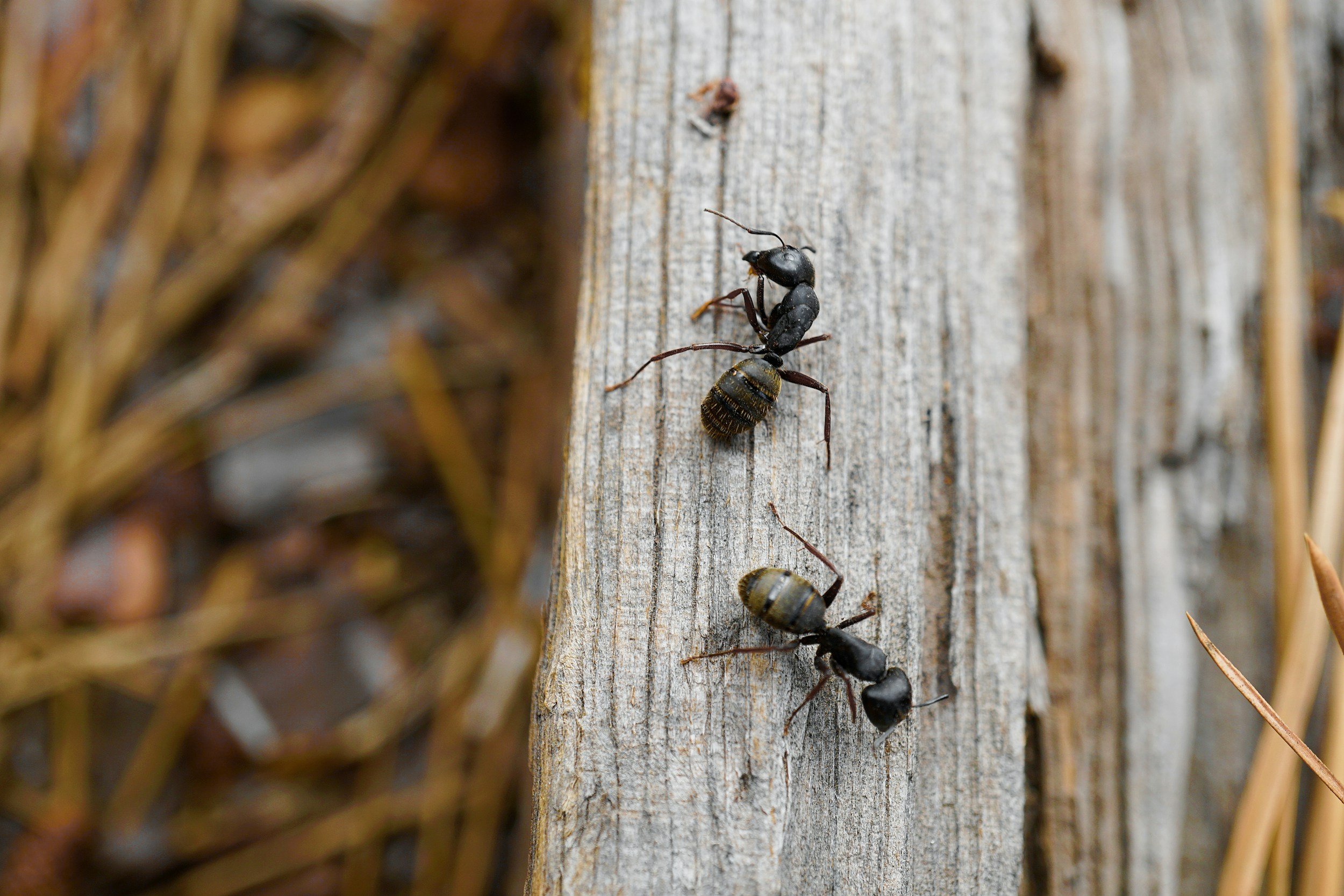 Close-up of a line of black garden ants on a weathered wooden surface, with some ants carrying food or larvae.