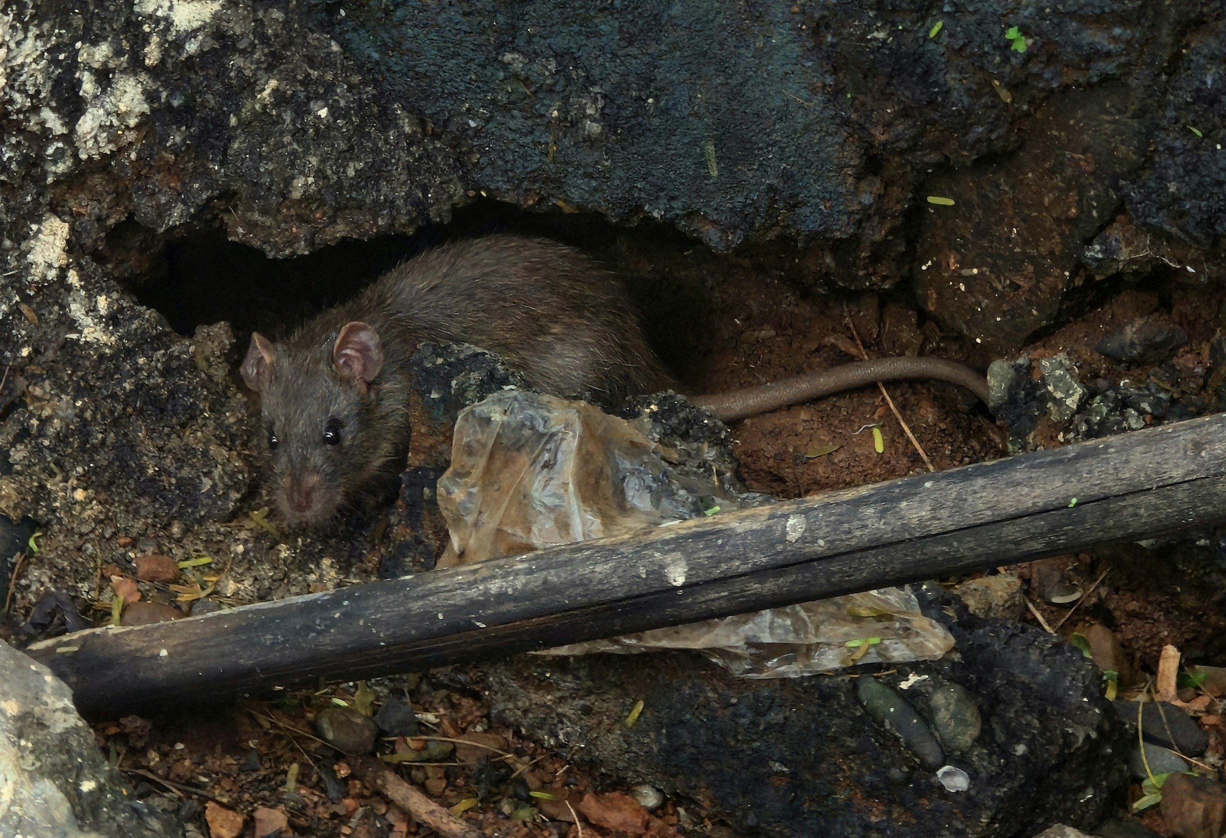 A mouse is emerging from a hole in the ground amidst rocks and dirt, with some green plants nearby.