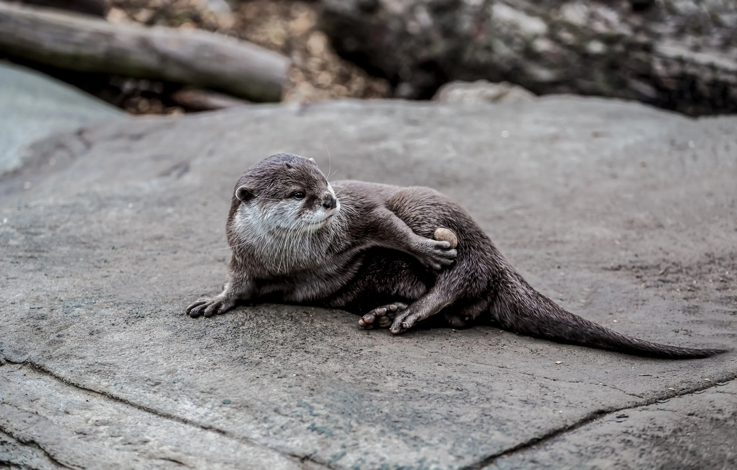 How did Hidden Habitats begin?