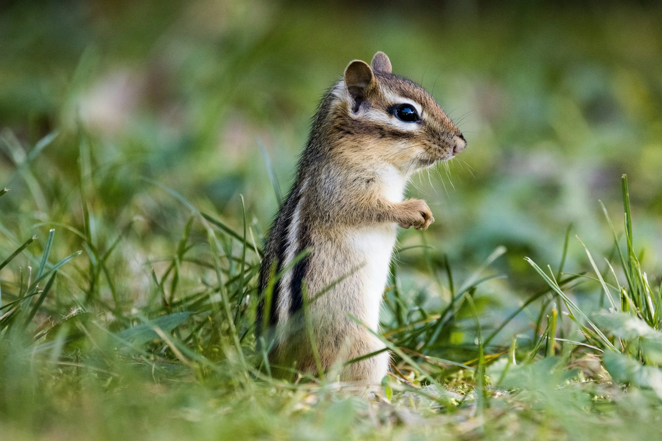Eastern chipmunk