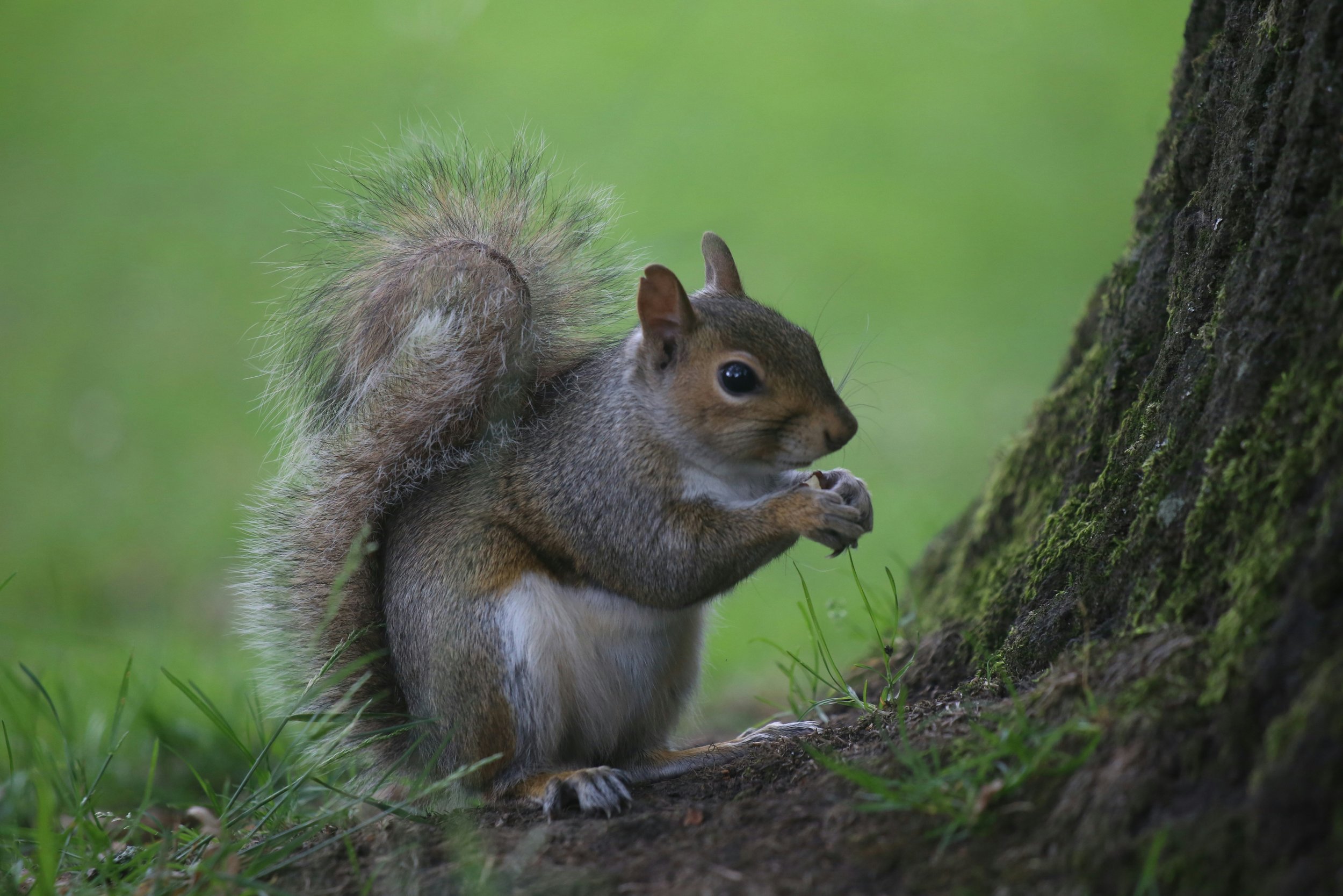 Eastern gray squirrel