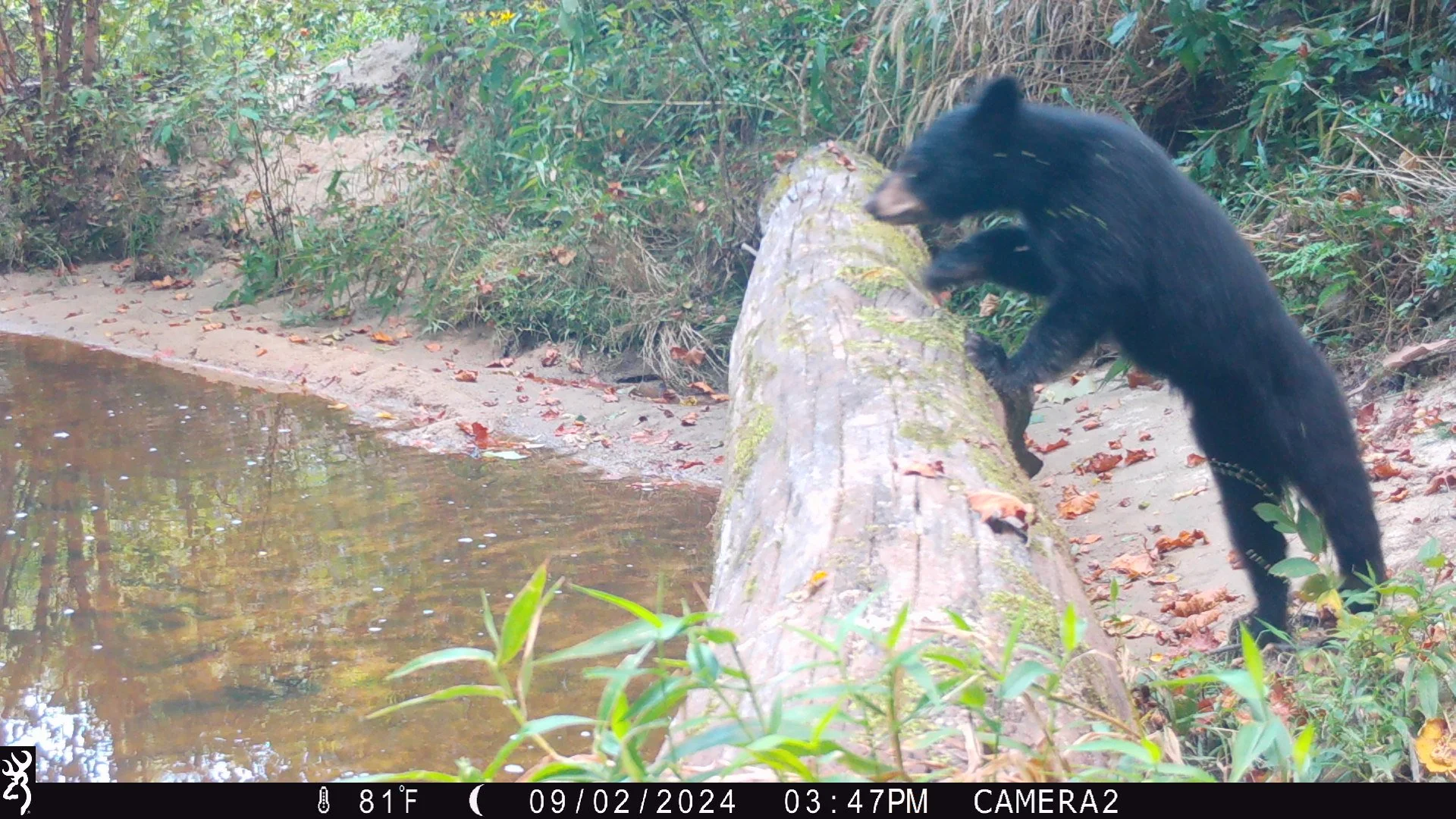 Black bear