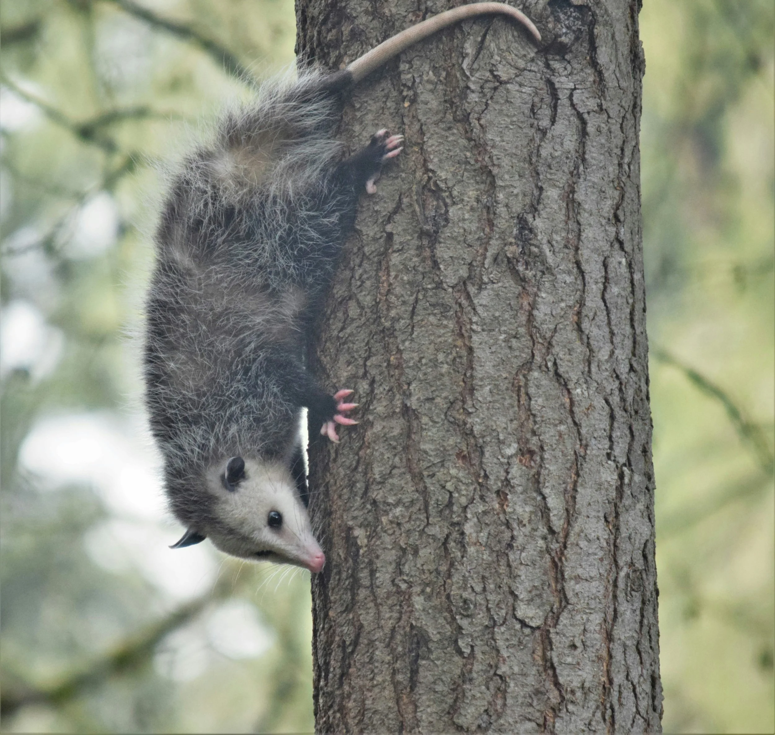 Virginia opossum