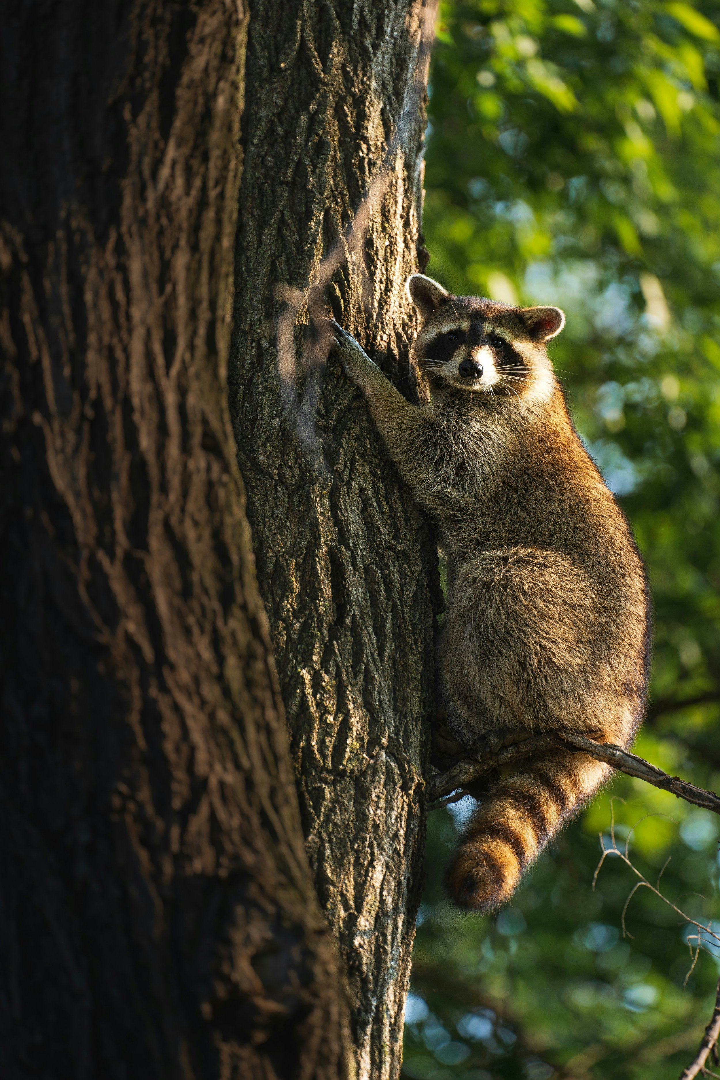 Racoon climbing a tree