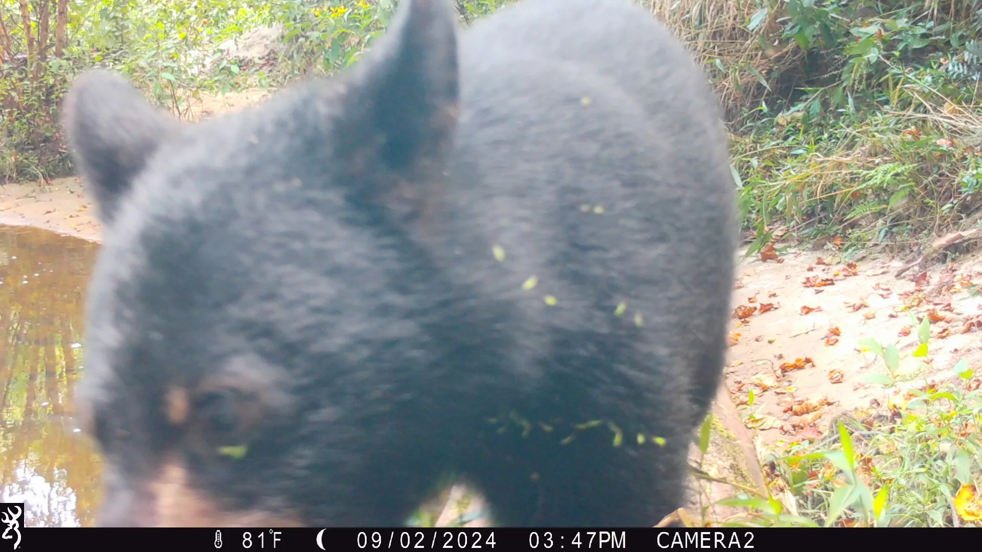 American Black Bear