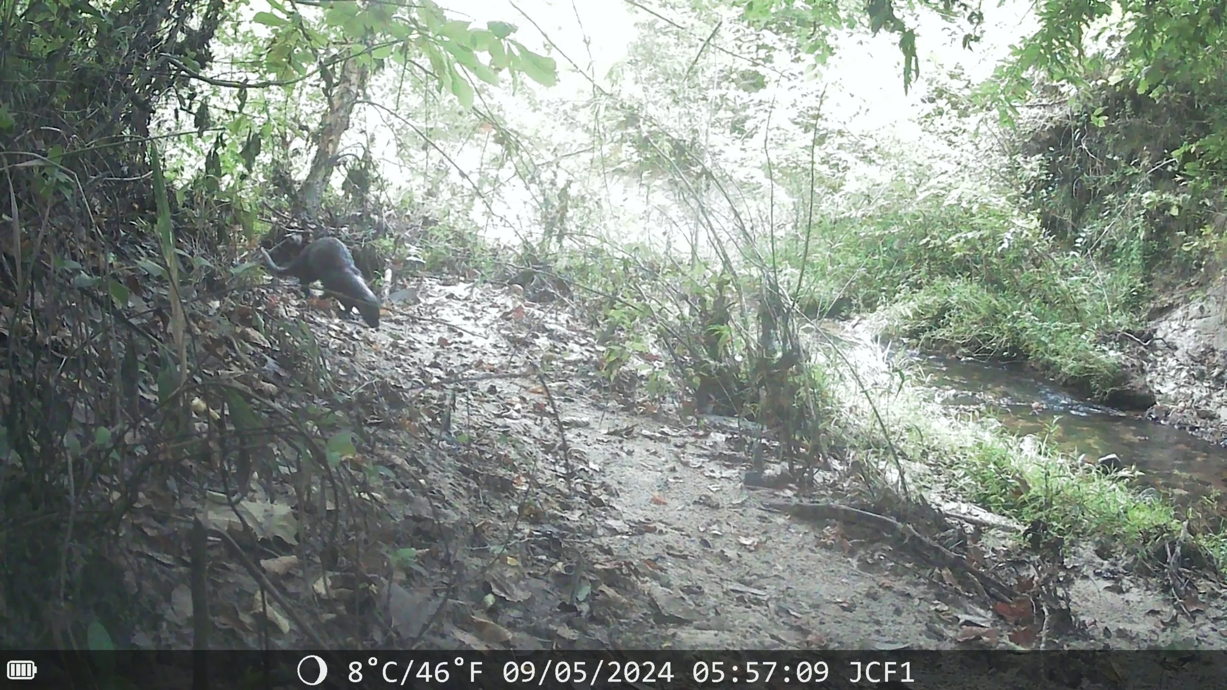 Northern River Otter