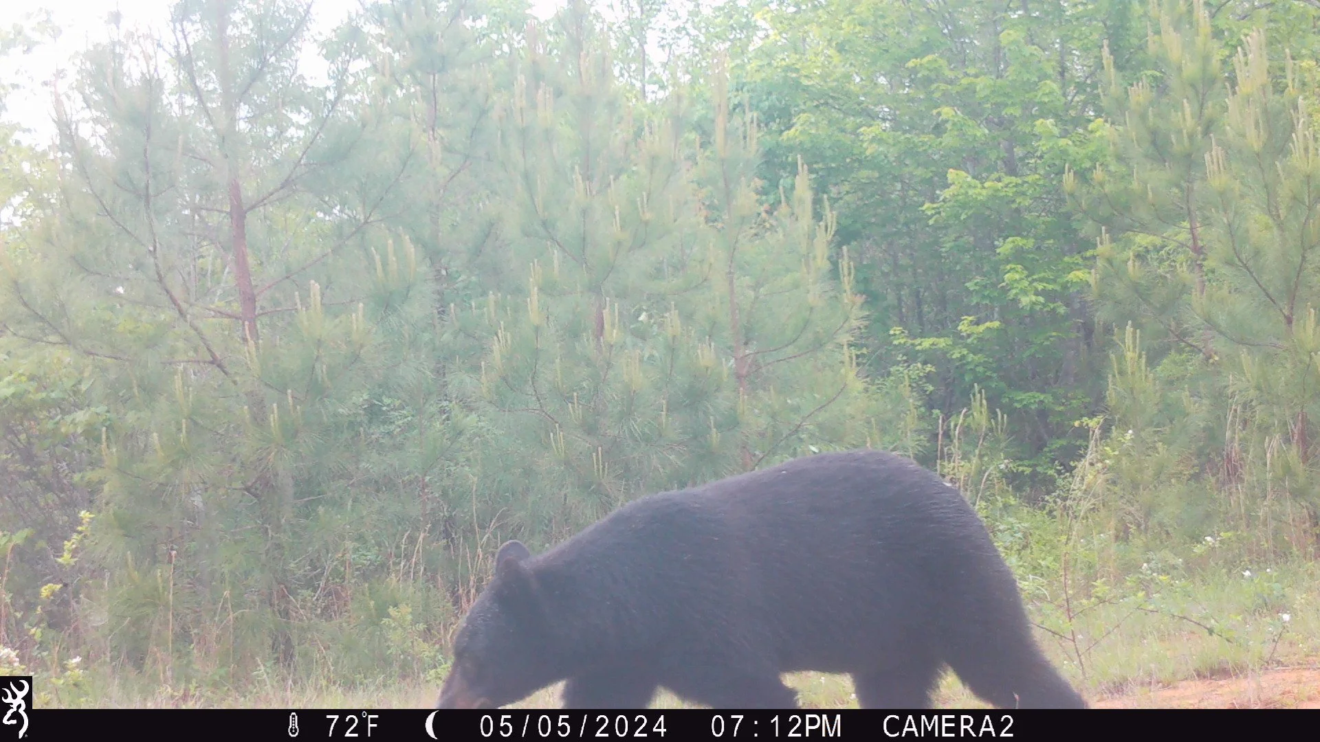 American Black Bear