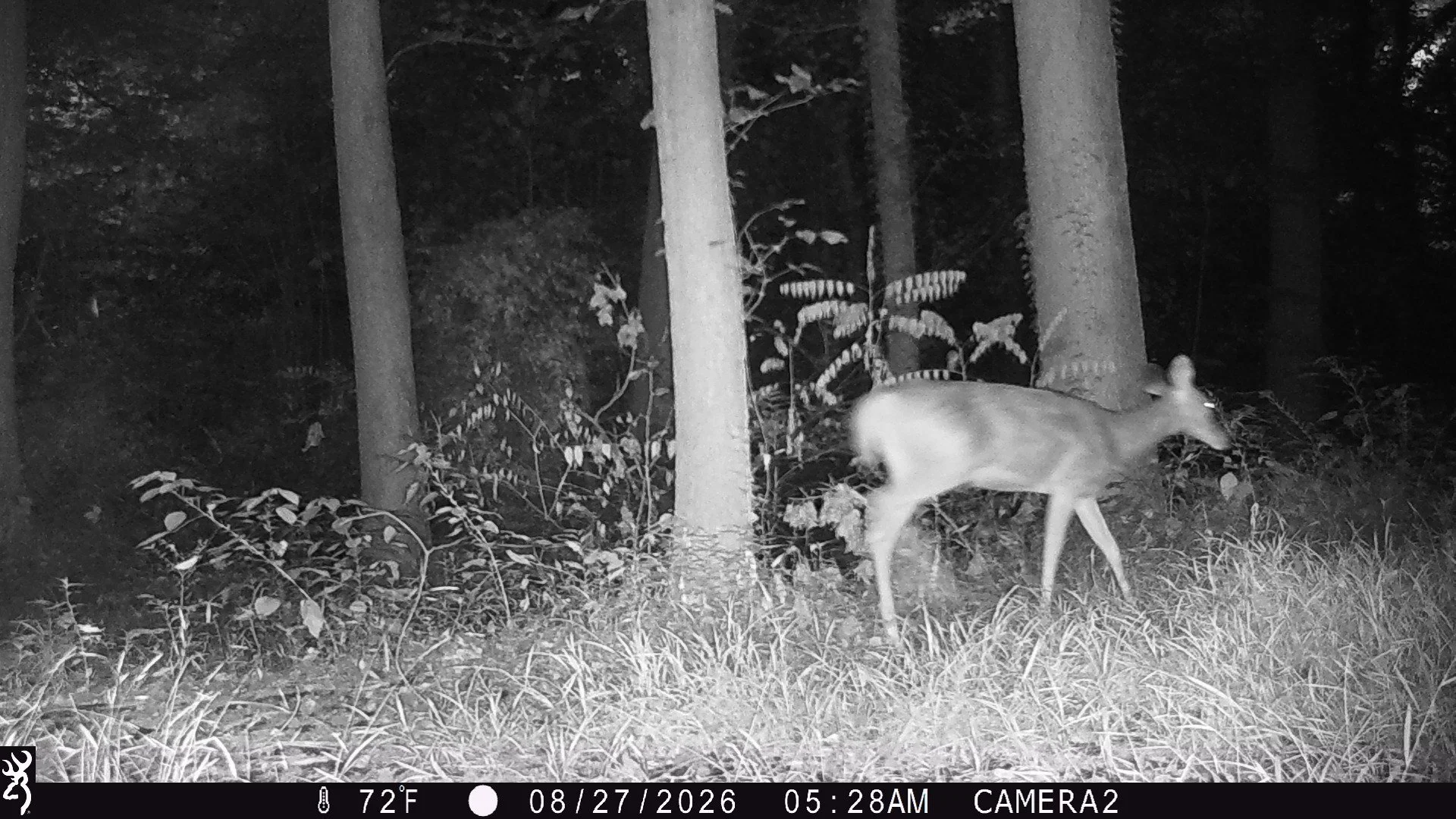 White-tailed deer in woods
