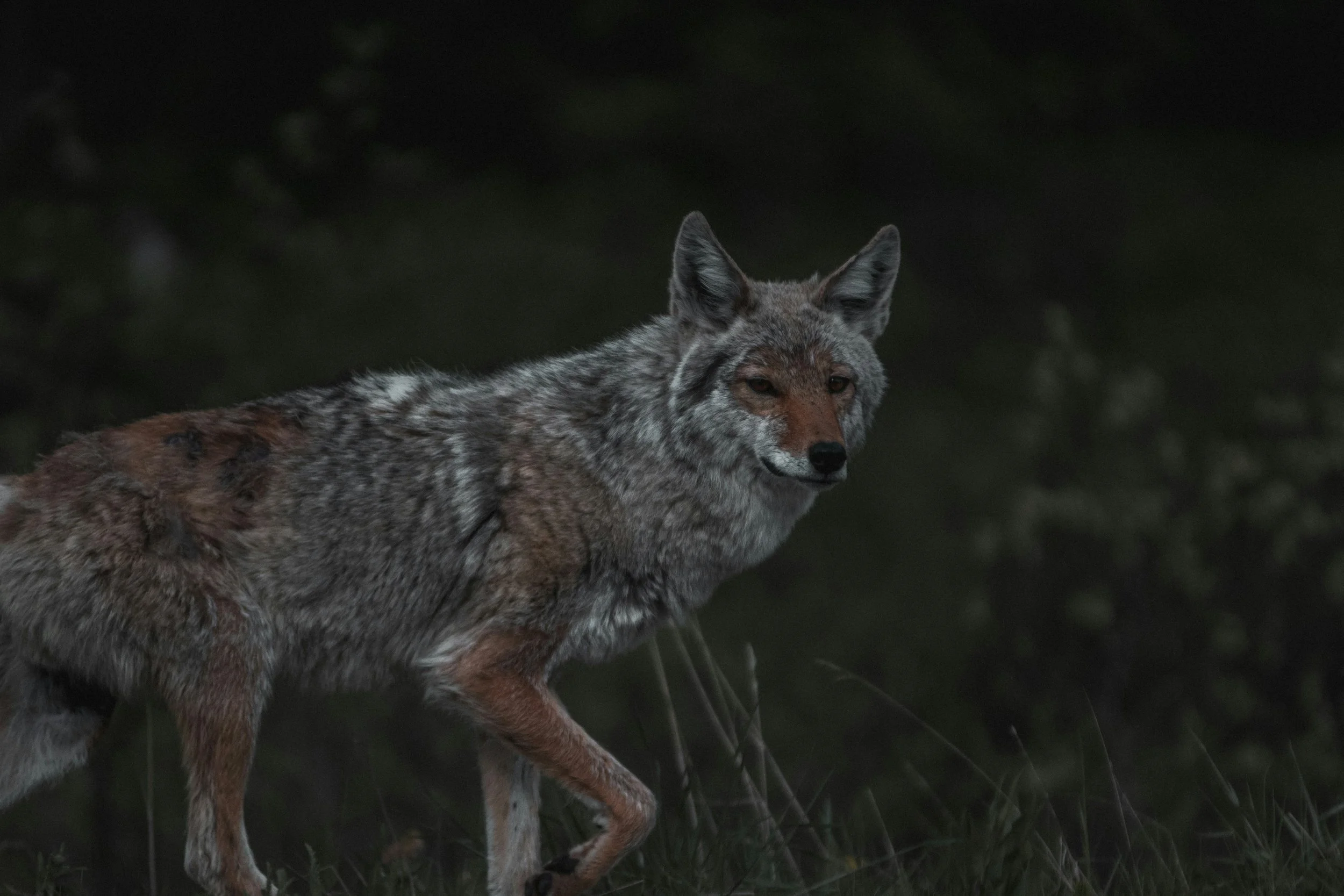Coyote